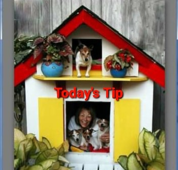 For Love of Dogs Canine/Human Relations LLC Waterford