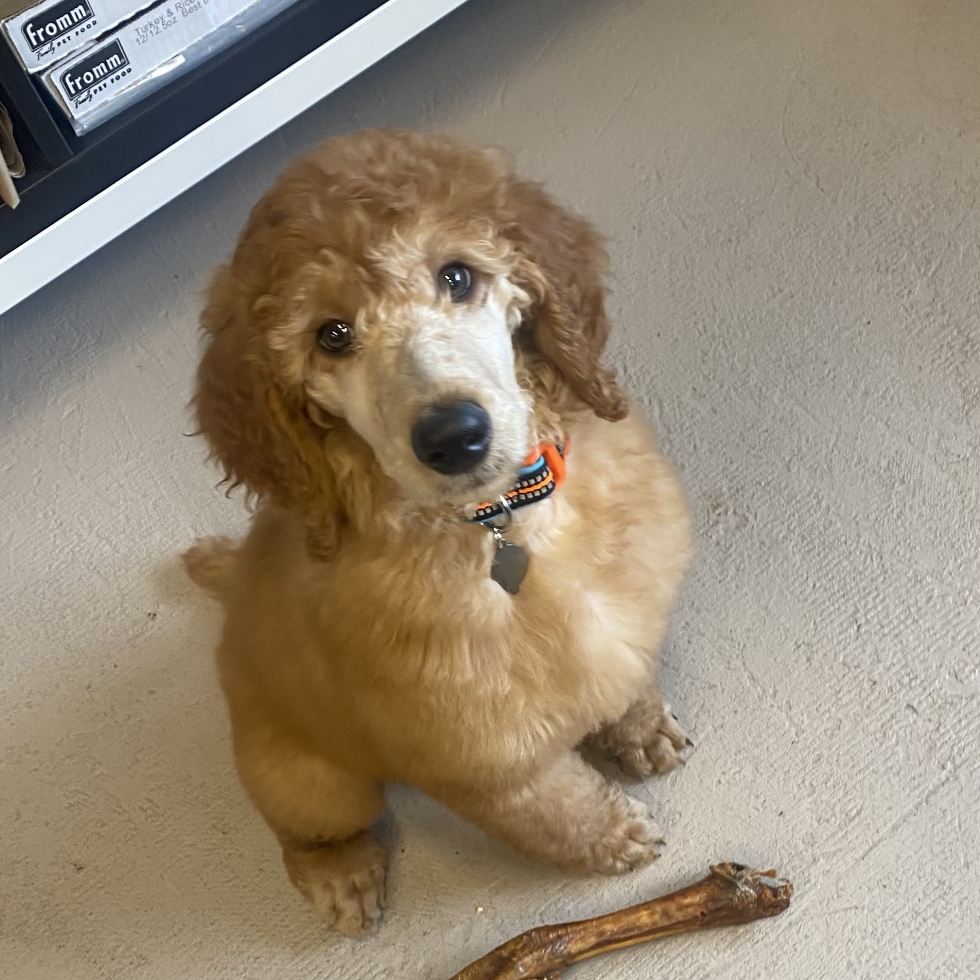 Midwest Pet Feed Waterford