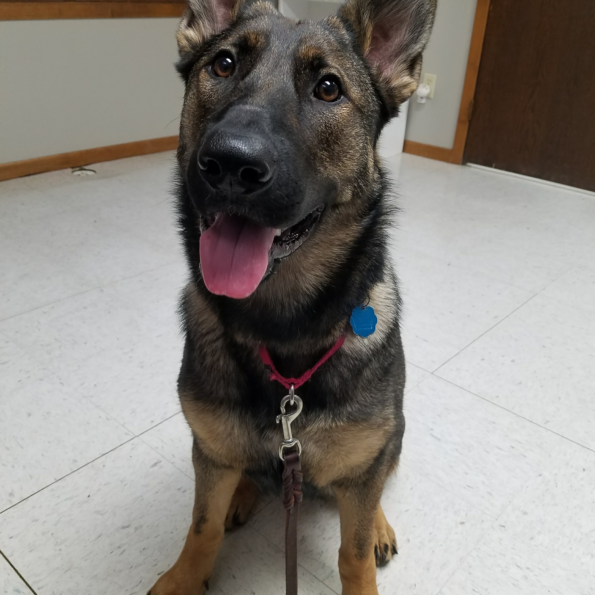 Waterloo Veterinary Care Waterloo