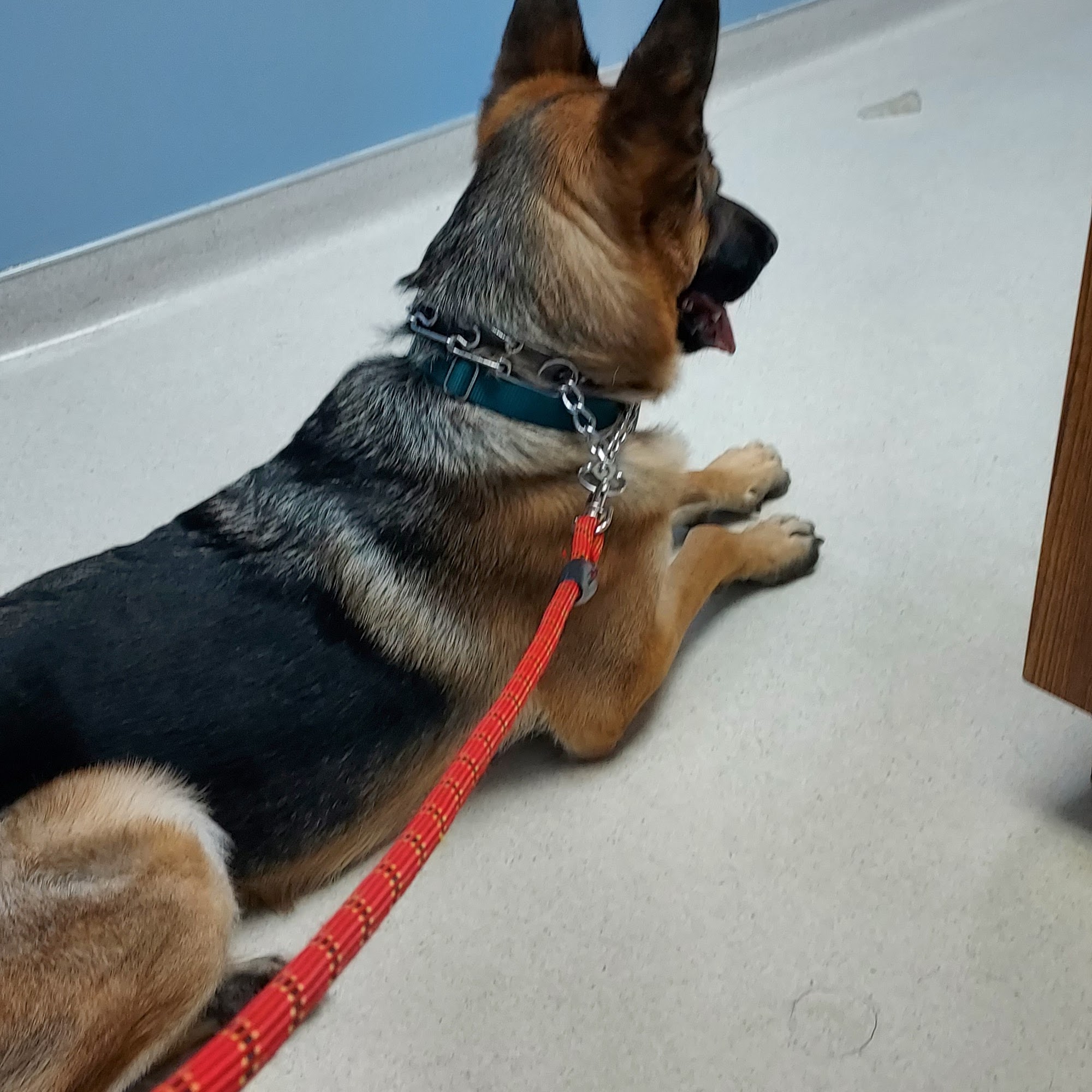 Animal Health Center Watertown