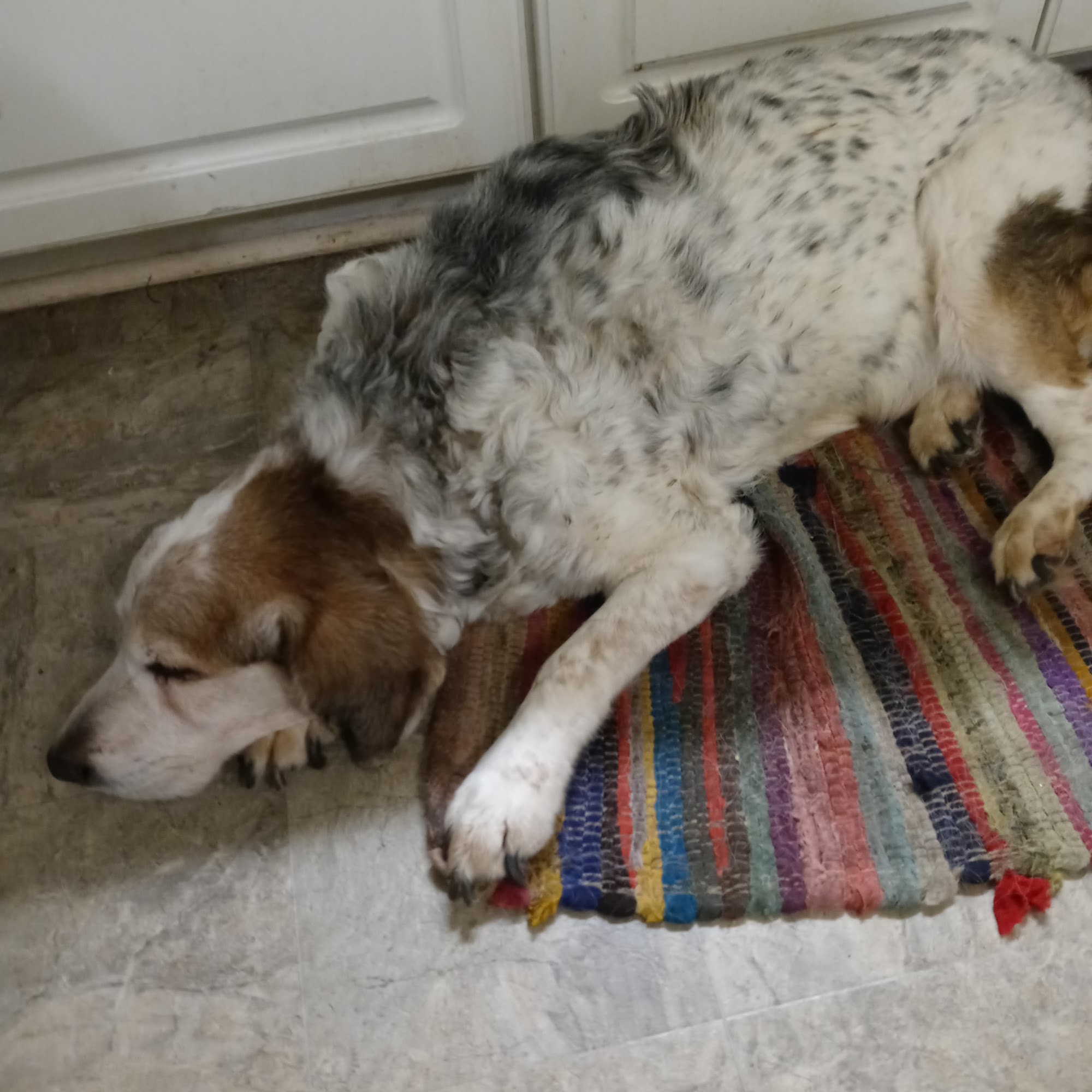 Rock River Veterinary Clinic Watertown