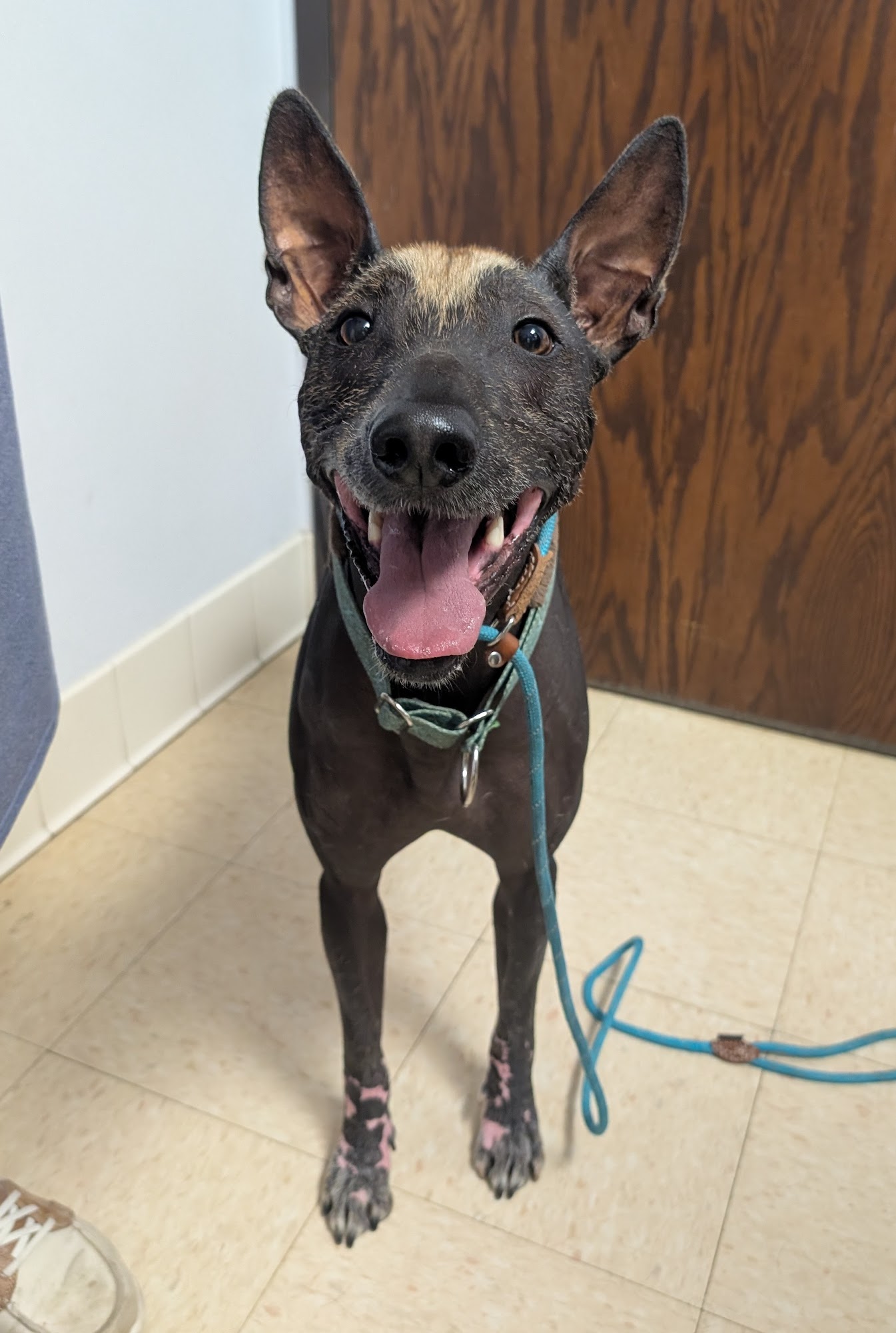 VCA Associates in Pet Care Animal Hospital Waukesha