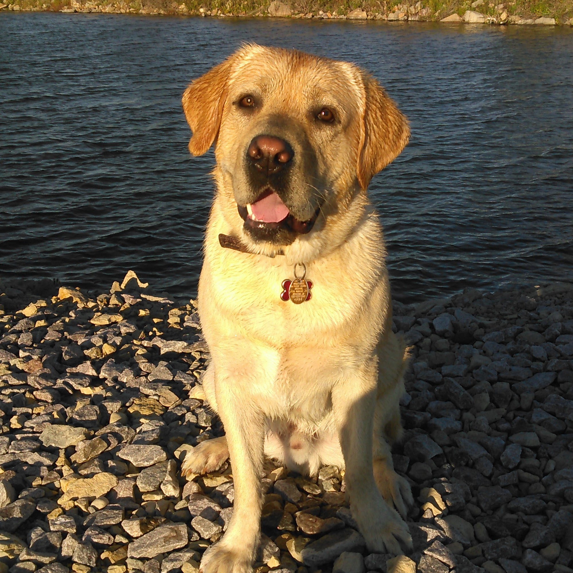 Shamrock Acres Kennels Waunakee