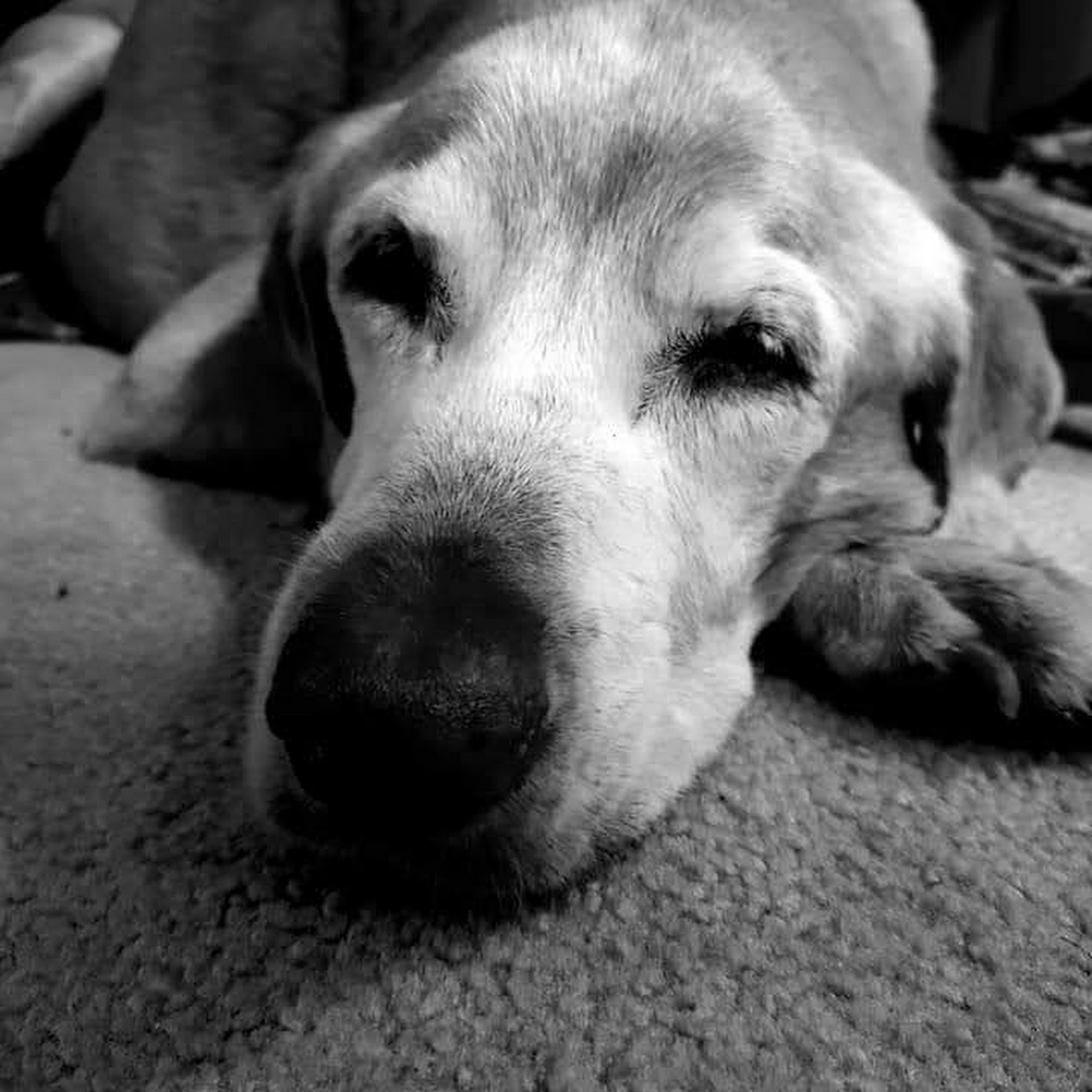 Waupaca Small Animal Hospital Waupaca