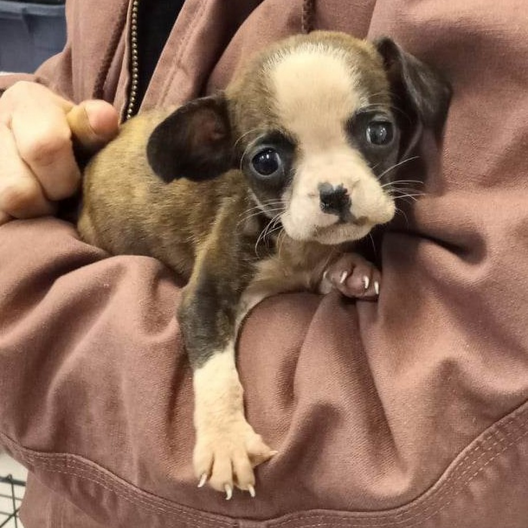 Humane Society of Waupaca County Waupaca