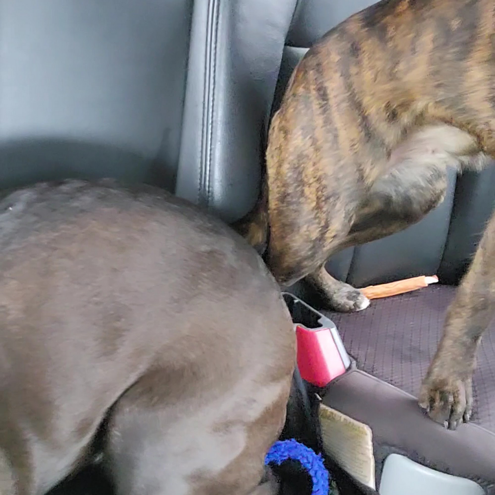 Doggone Groomers & Boarding Waupun