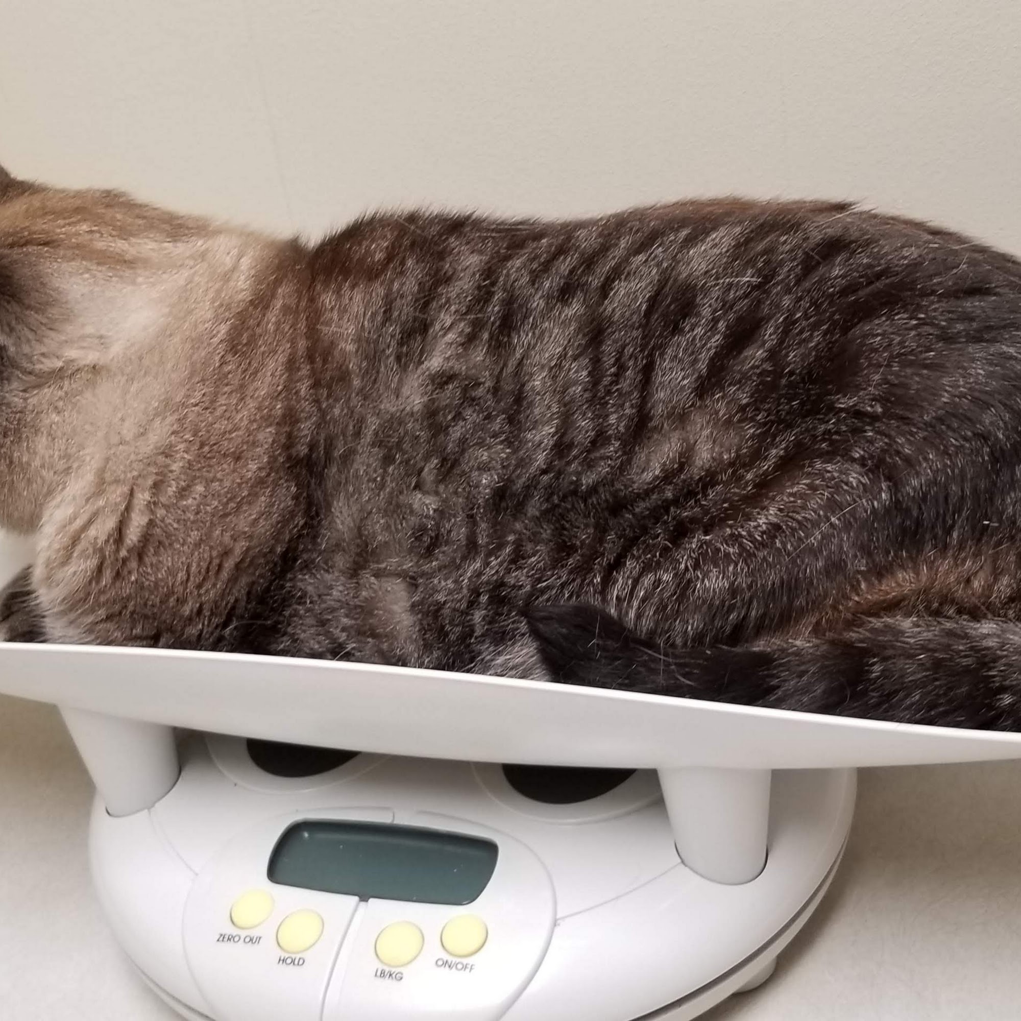 Marathon Animal Hospital Wausau