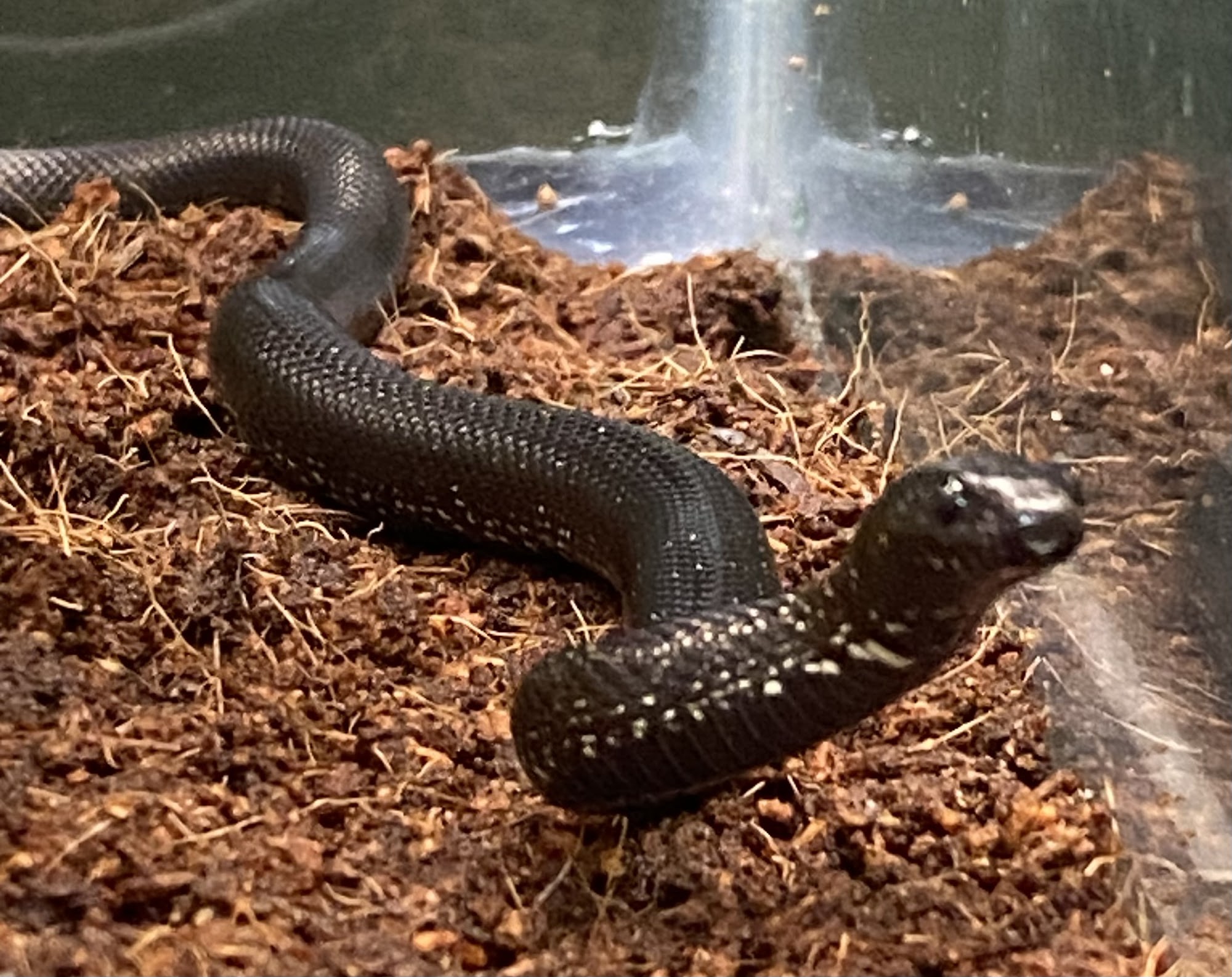 Too Many Exotics LLC Wausau