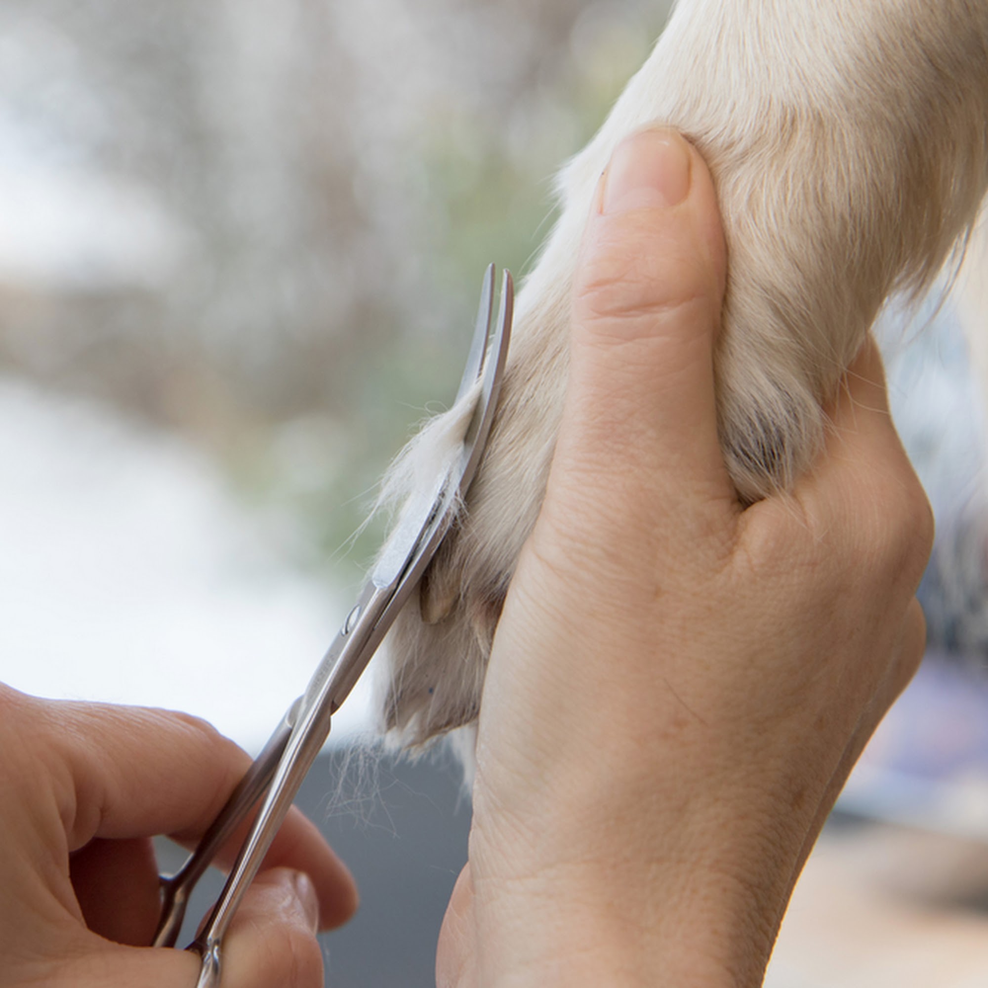 Pampered Paws LTD Wauwatosa