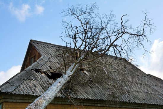 Michael Hoppe Arborist