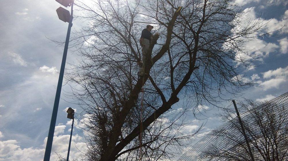 Michael Hoppe Arborist