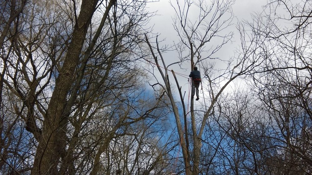Michael Hoppe Arborist