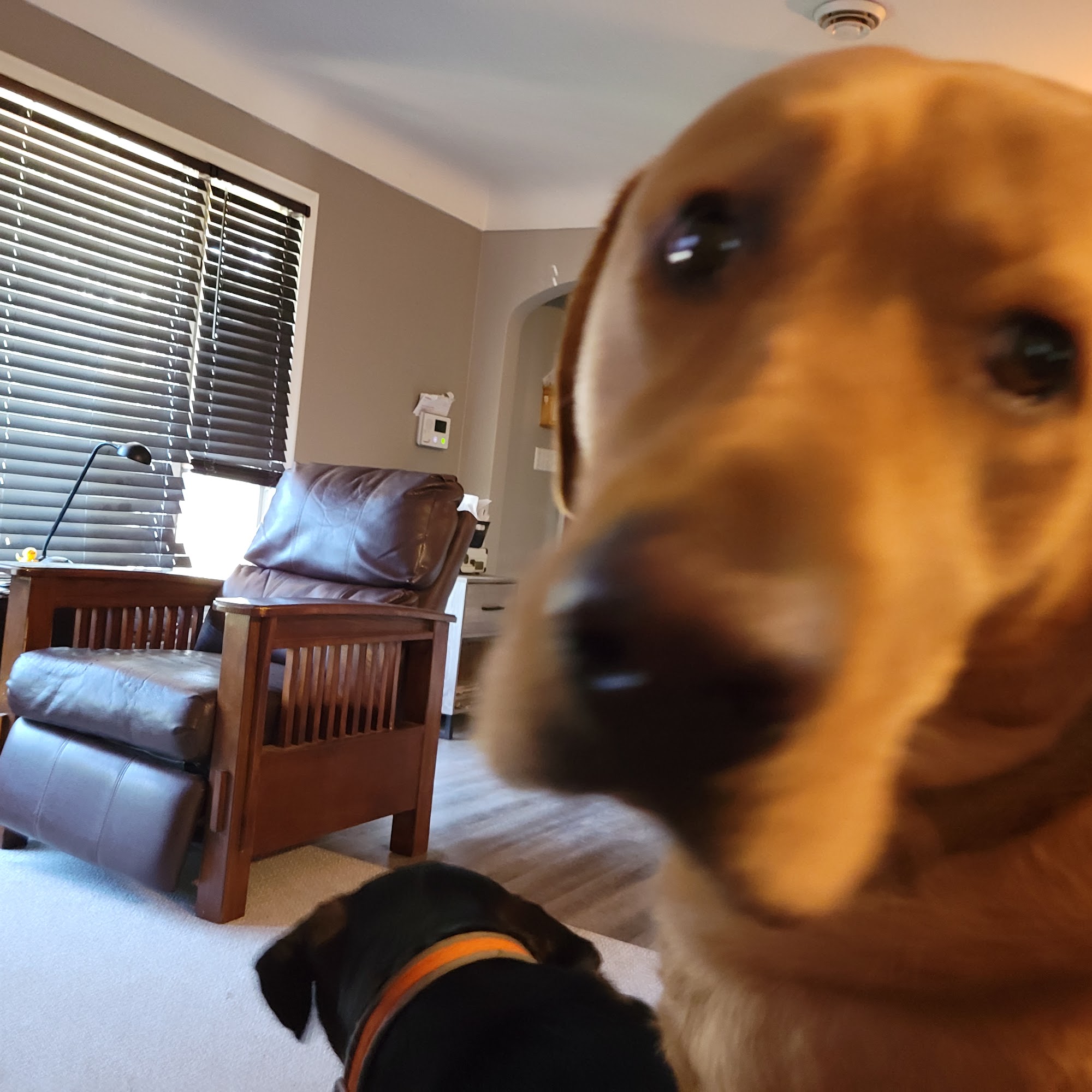 Webster Veterinary Clinic Webster