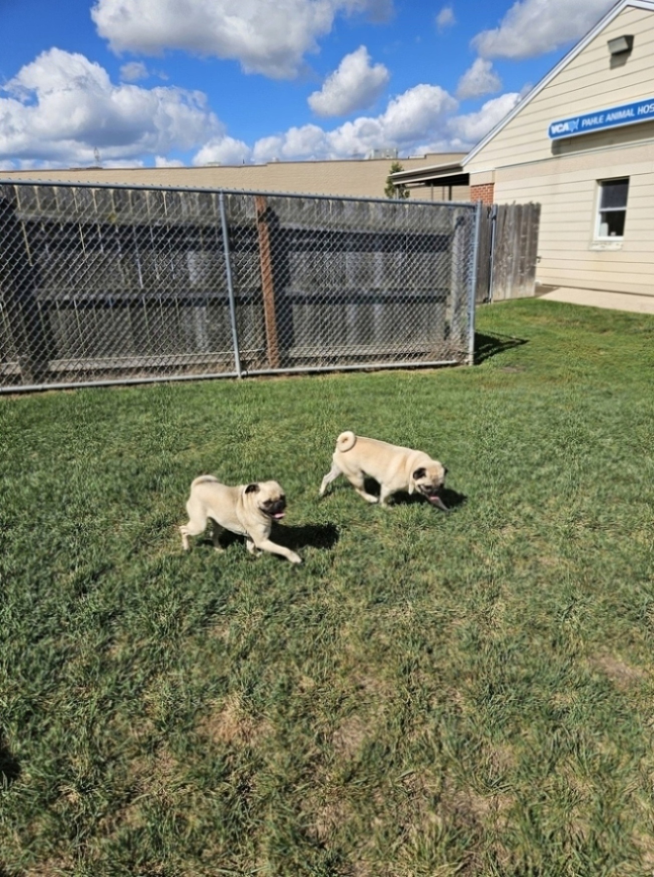 VCA Pahle Animal Hospital West Allis