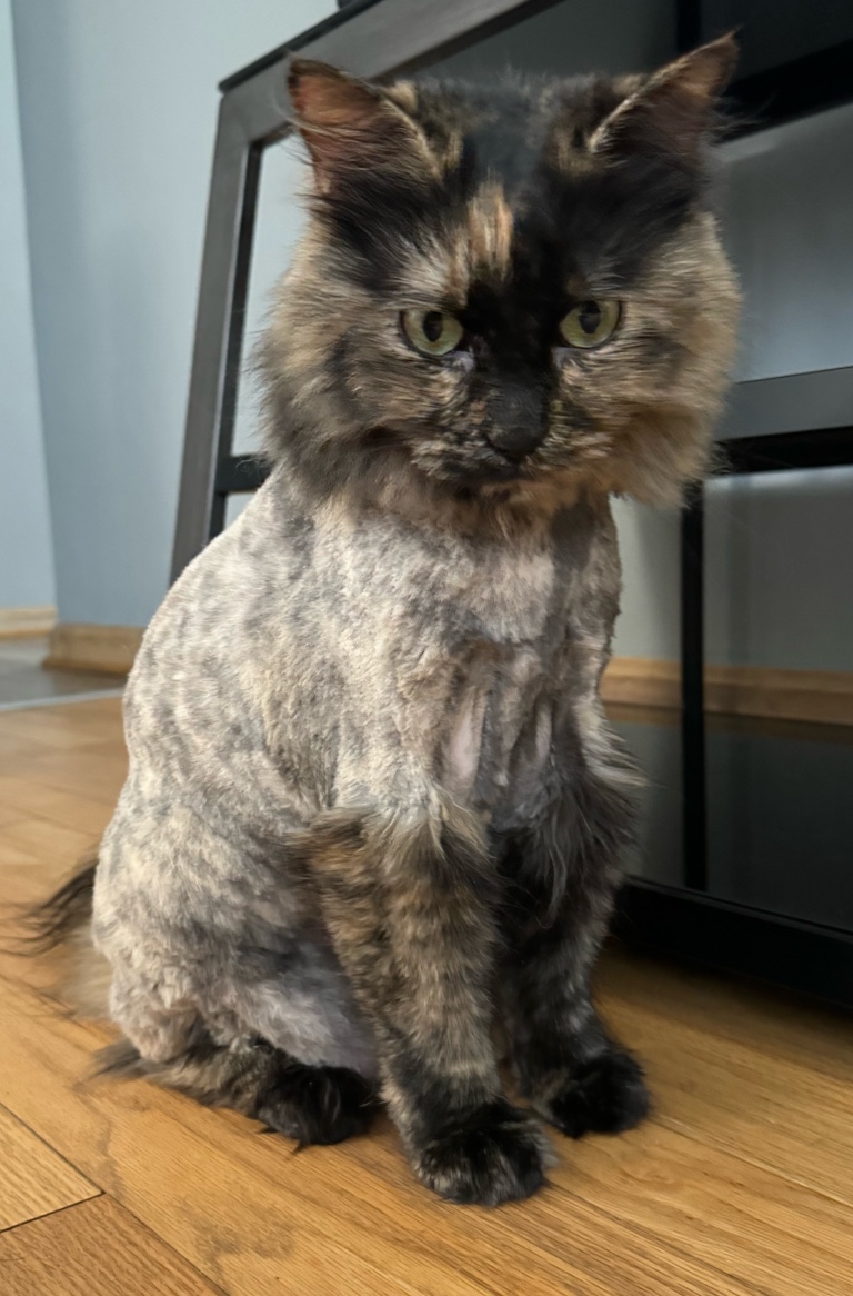 Pretty Paws Pet Spa, LLC West Allis