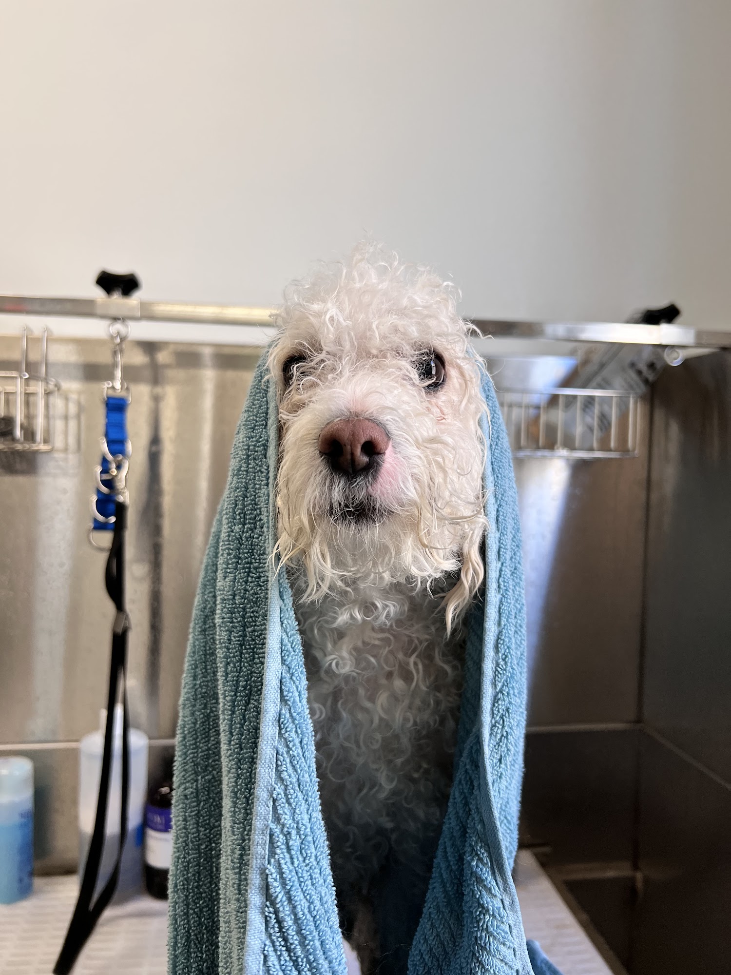 Paw Perfecta West Allis