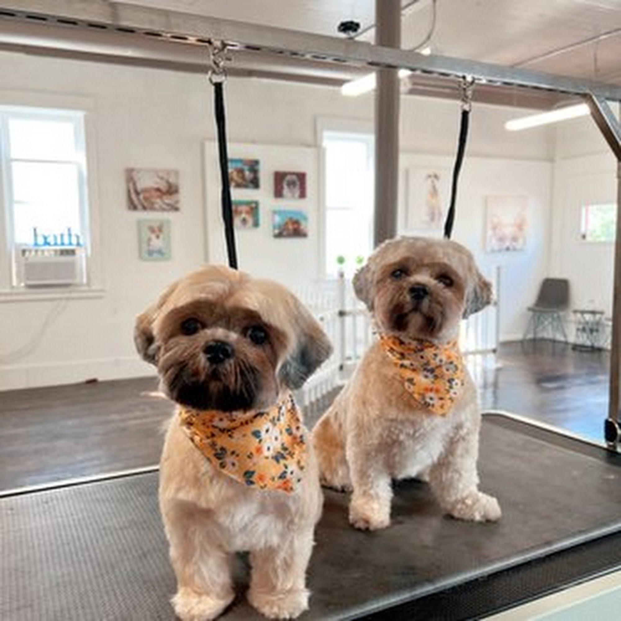 Paw Perfecta West Allis