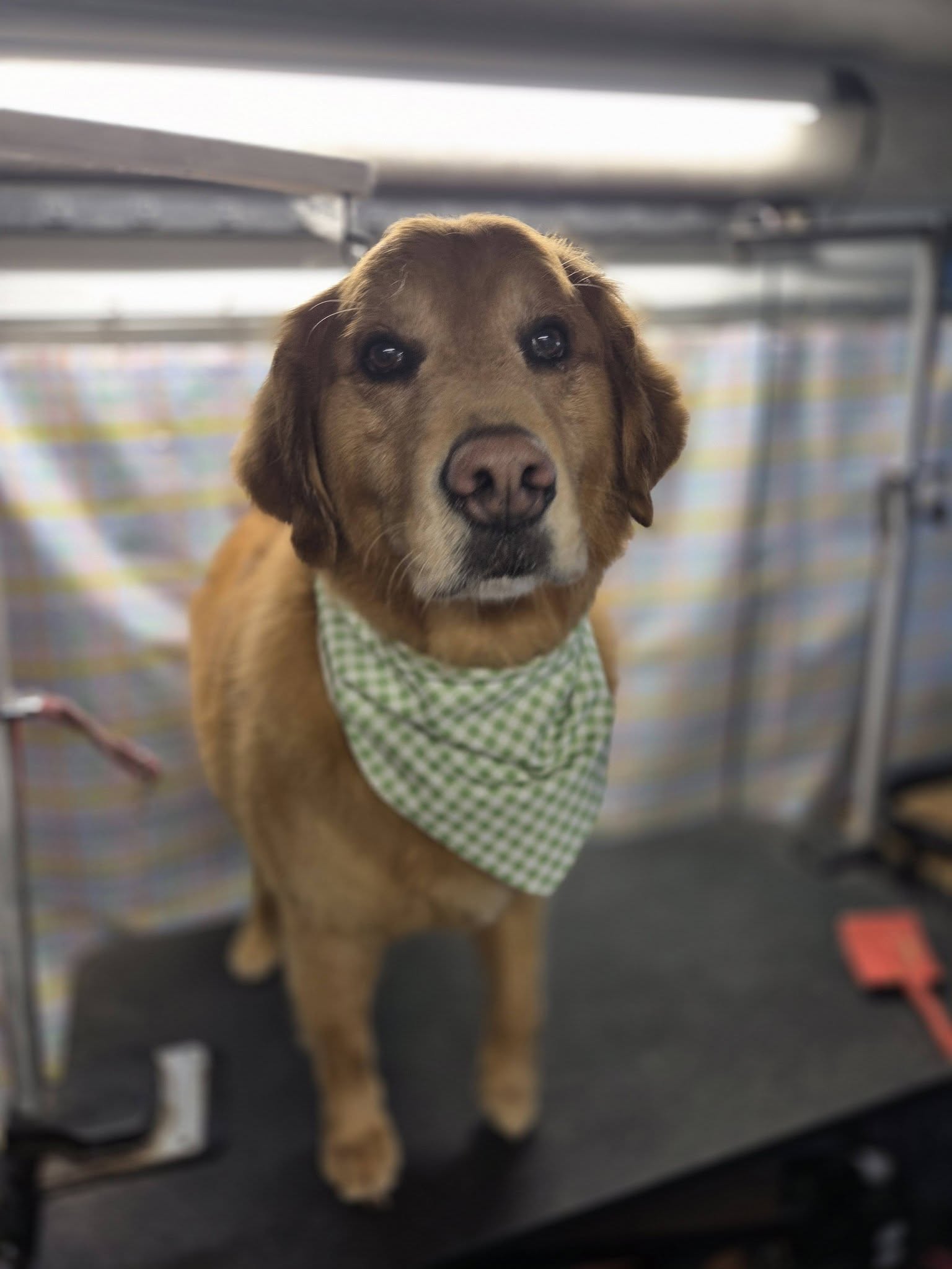 Honeysuckle, - Hounds, - Dog, - Grooming, - And, - More. West Allis