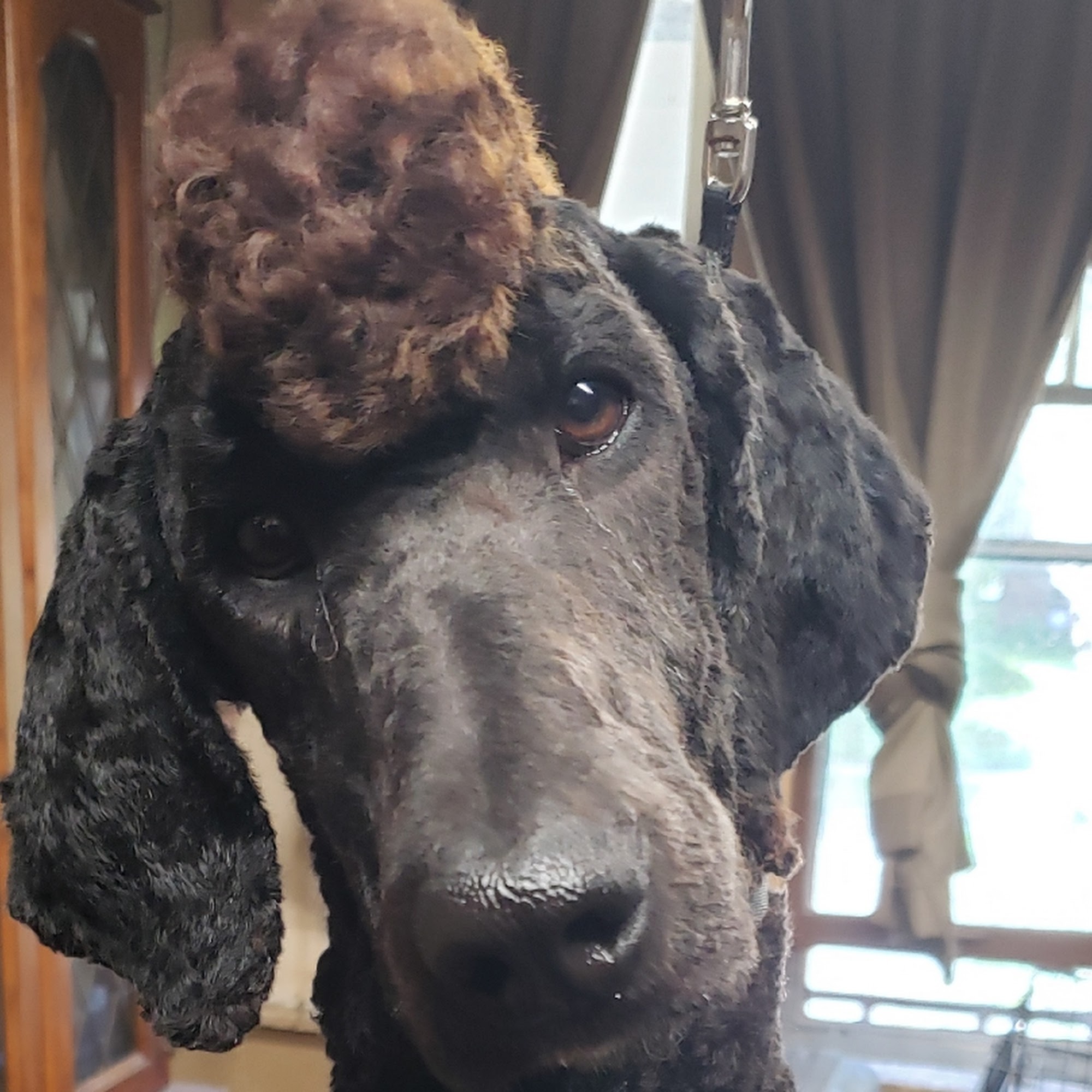 Honeysuckle, - Hounds, - Dog, - Grooming, - And, - More. West Allis