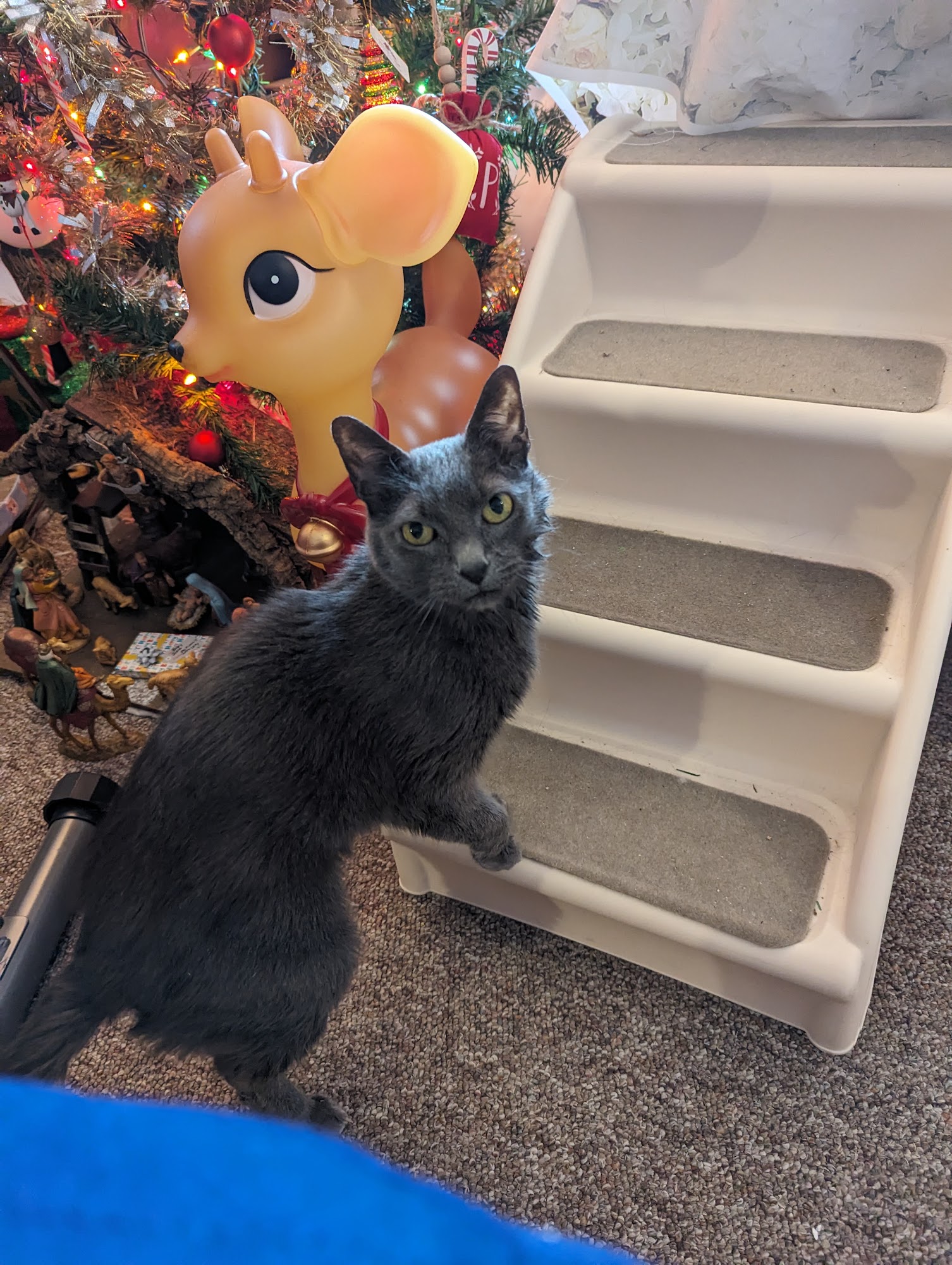 Schmidt Veterinary Clinic West Bend