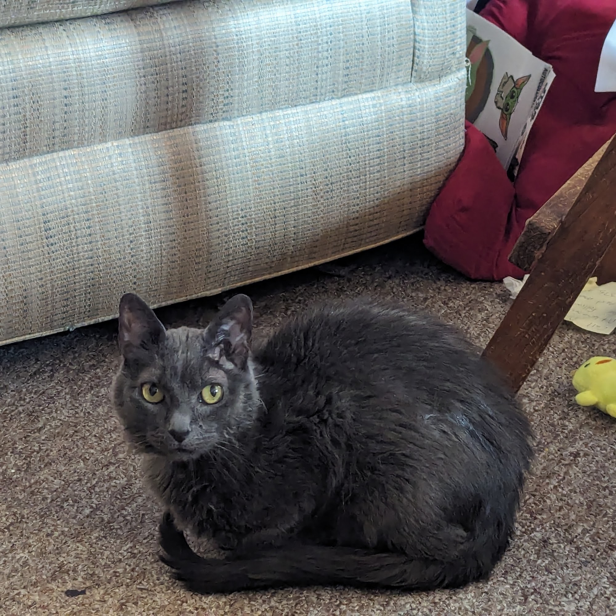 Schmidt Veterinary Clinic West Bend