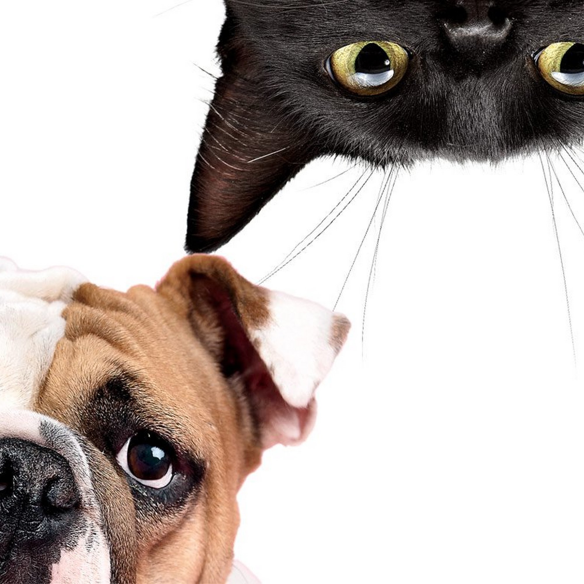 Parkdale Pet Care West Bend