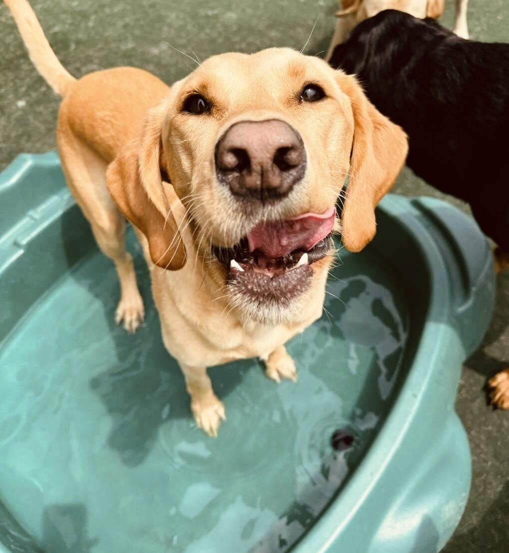 Charming Paws - West Bend West Bend