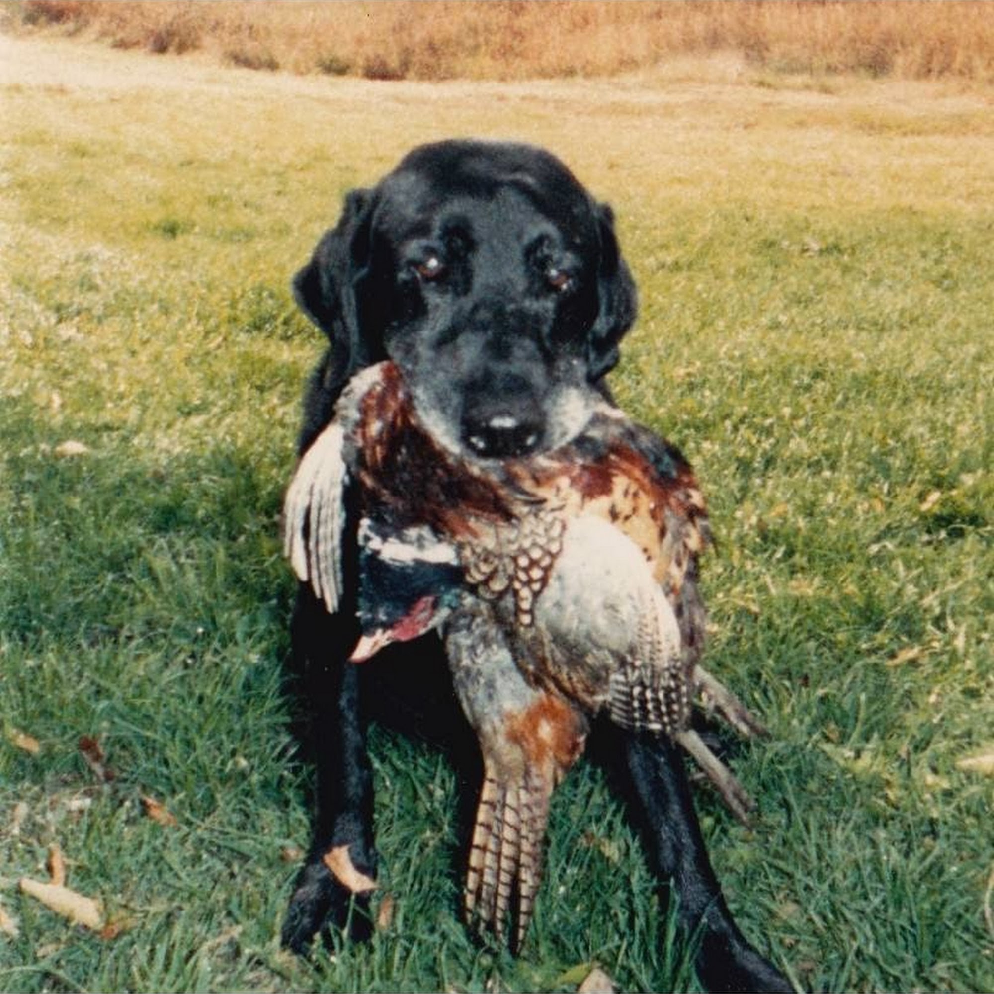 Glor-Loral Kennels & Shooting West Bend
