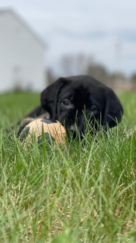 Glor-Loral Kennels & Shooting West Bend