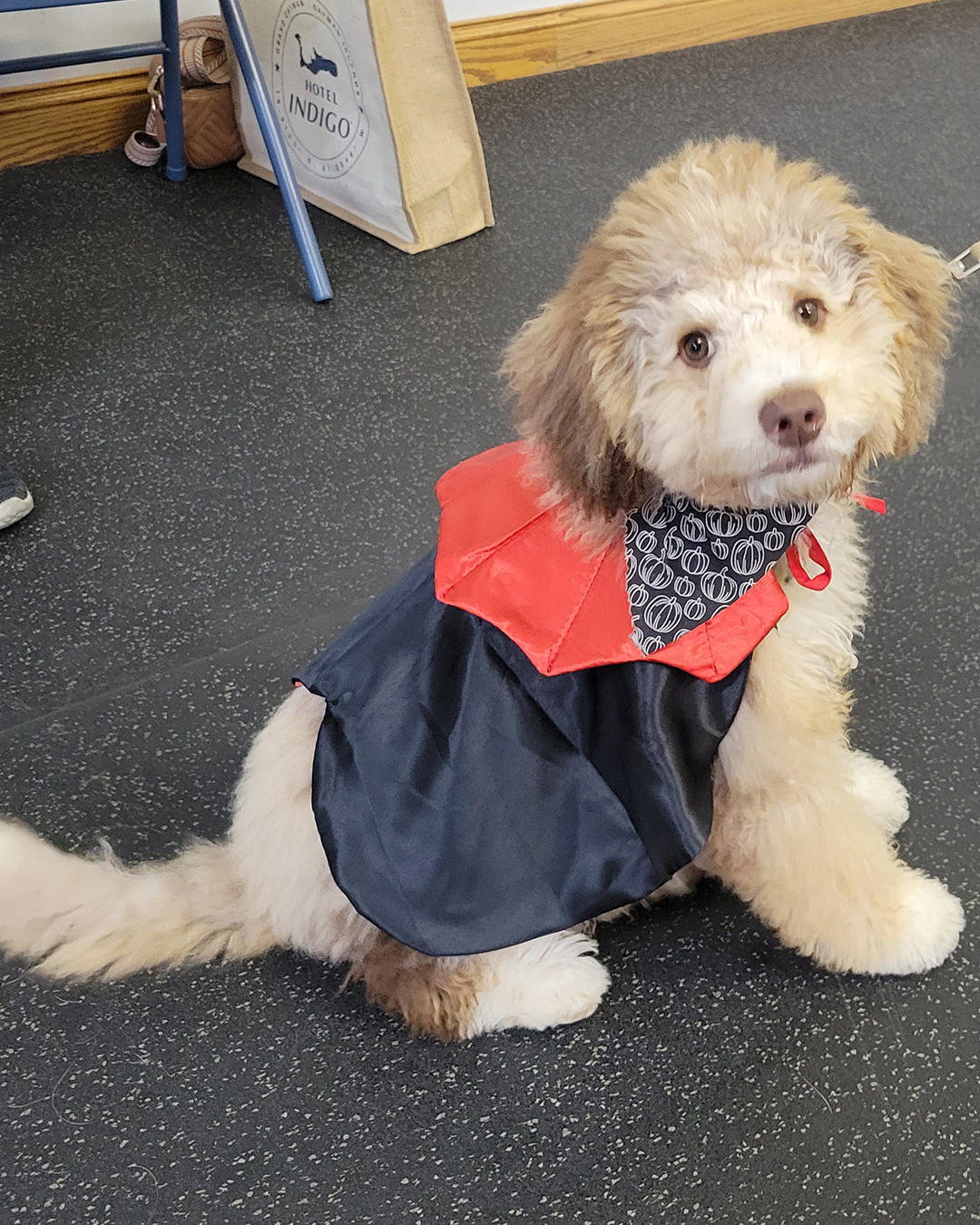 Go Over Rover Dog Training LLC West Bend