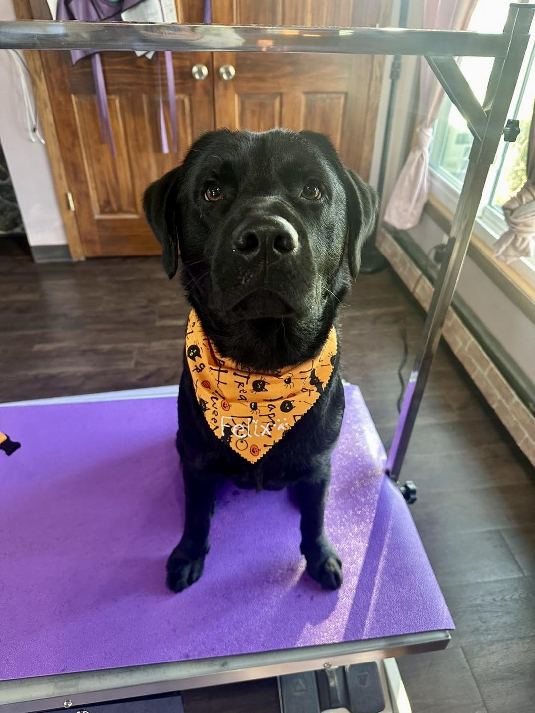 Heart & Soul Pet Grooming West Bend