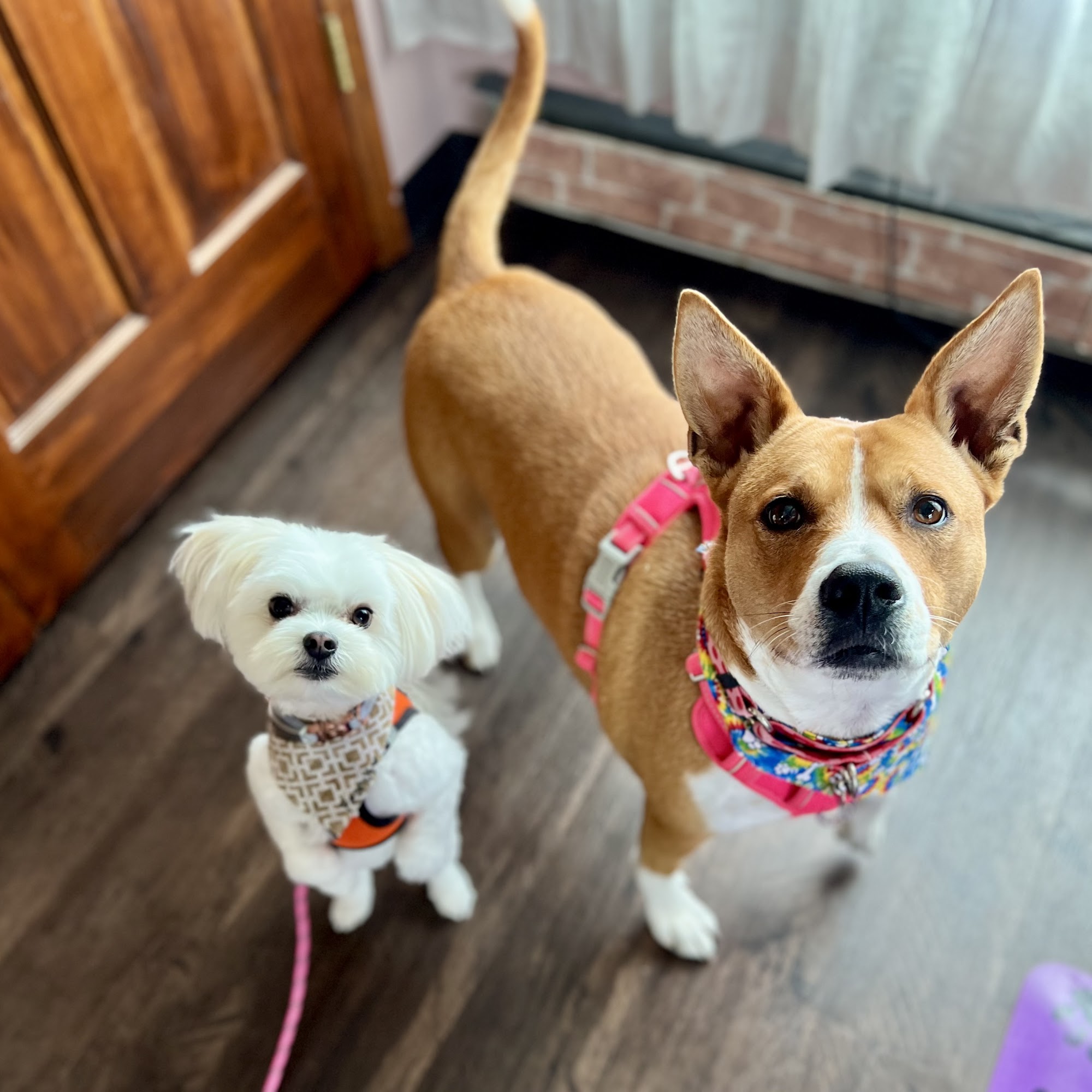 Heart & Soul Pet Grooming West Bend