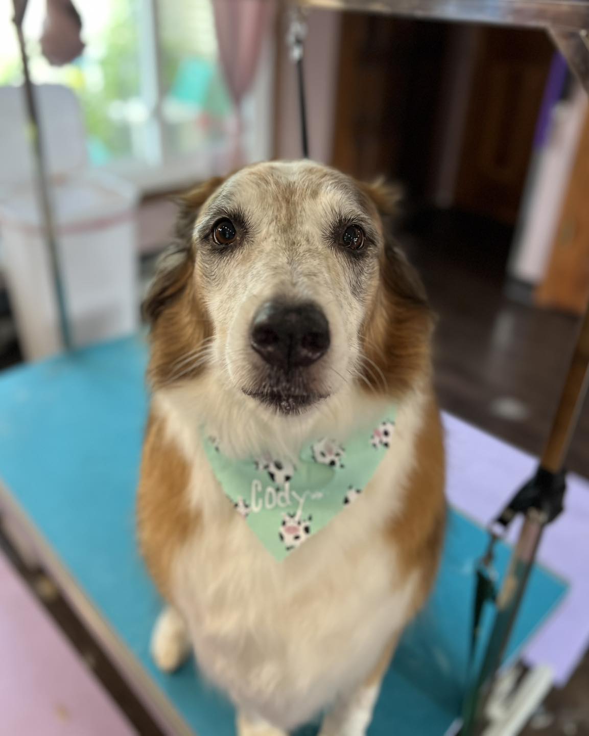 Heart & Soul Pet Grooming West Bend