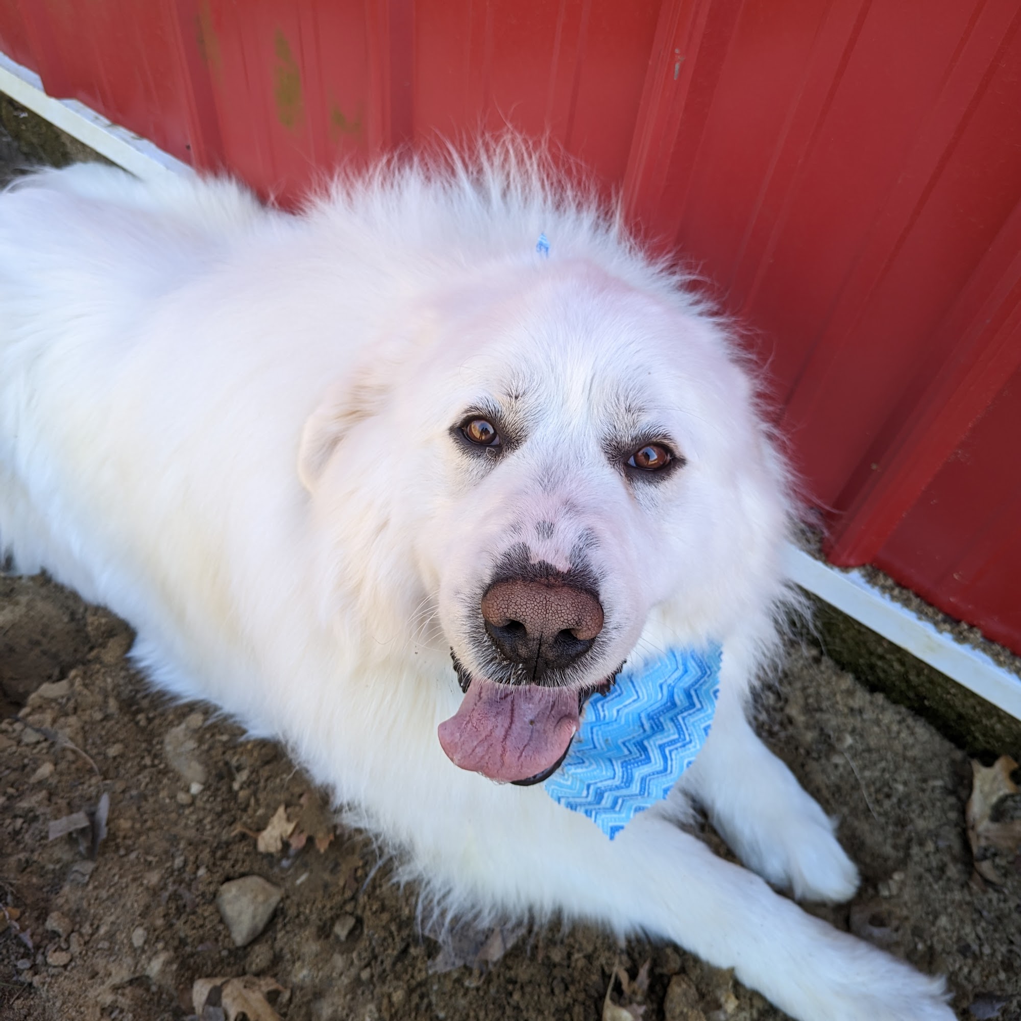 Humble Heart Pet Grooming Westby