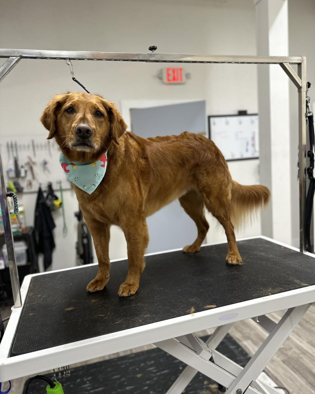 Humble Heart Pet Grooming Westby