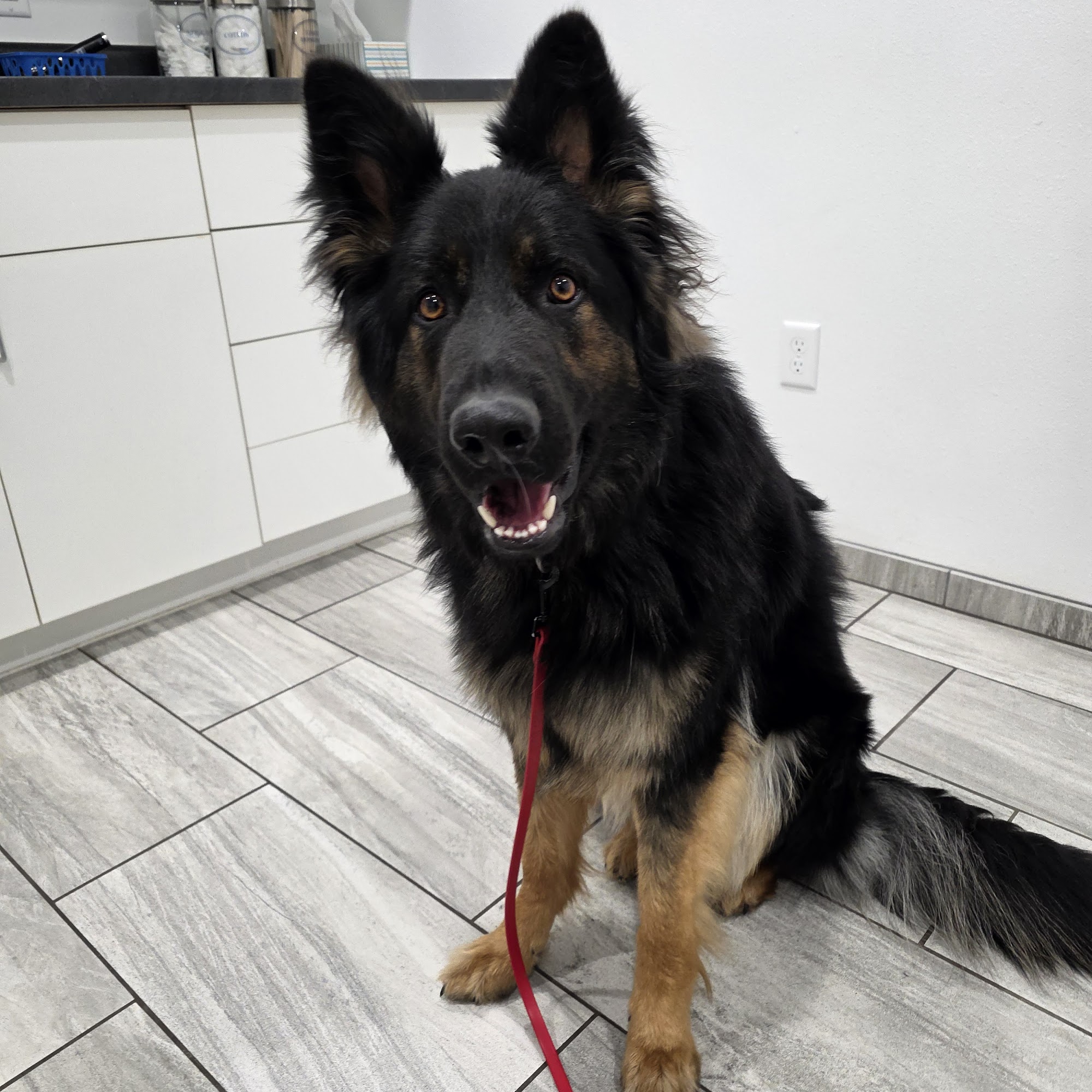 Weston Veterinary Hospital Weston