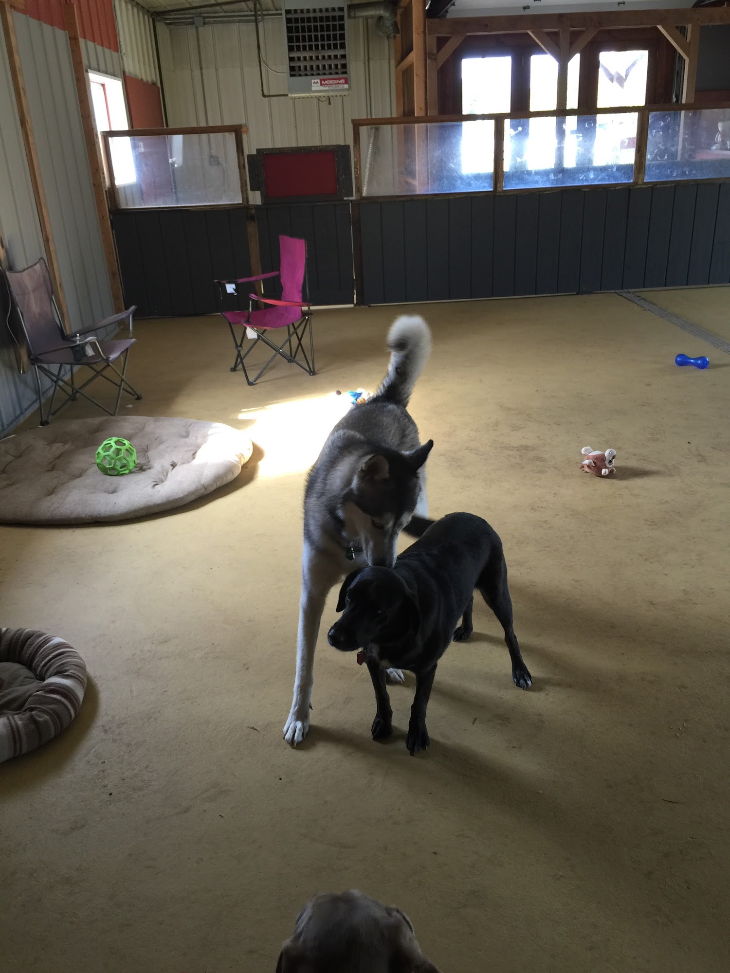 Playful Paws LLC Weston