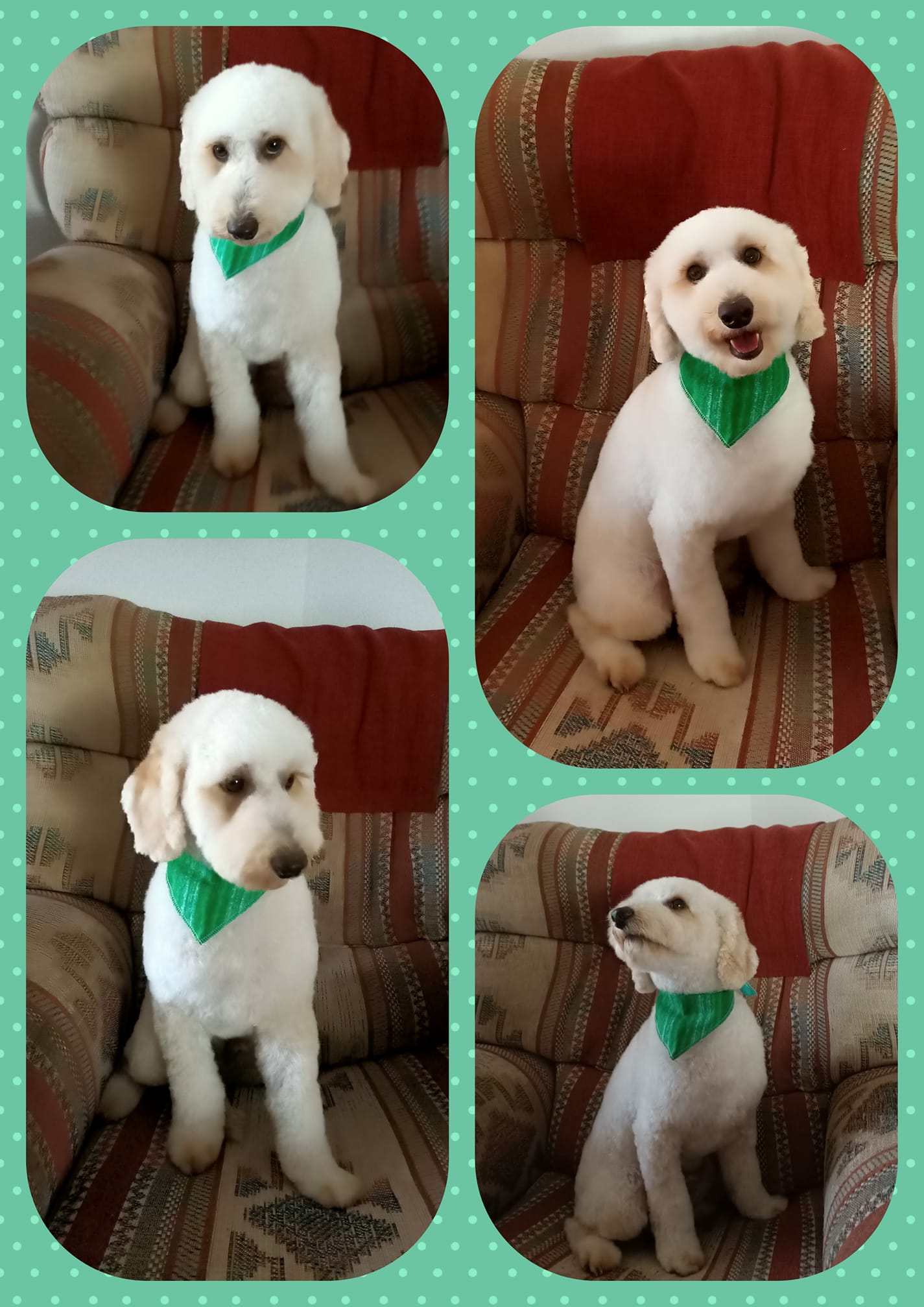 April's Pooch Parlor