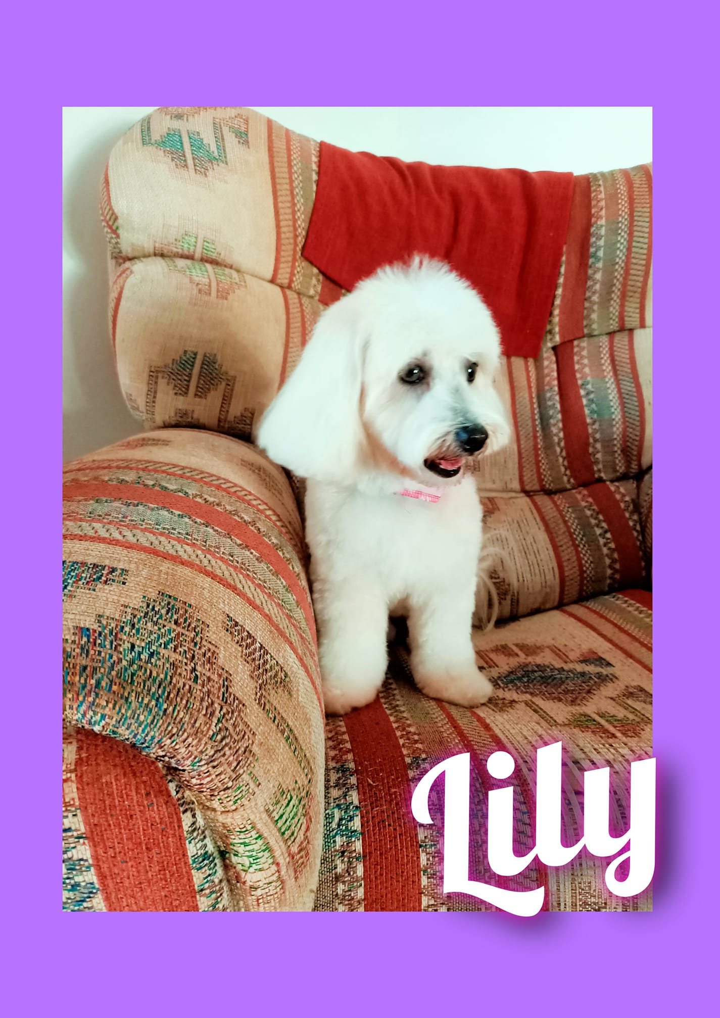 April's Pooch Parlor