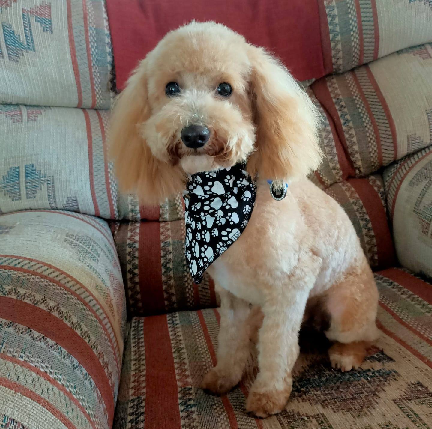 April's Pooch Parlor WI-64, White Lake Wisconsin 54491