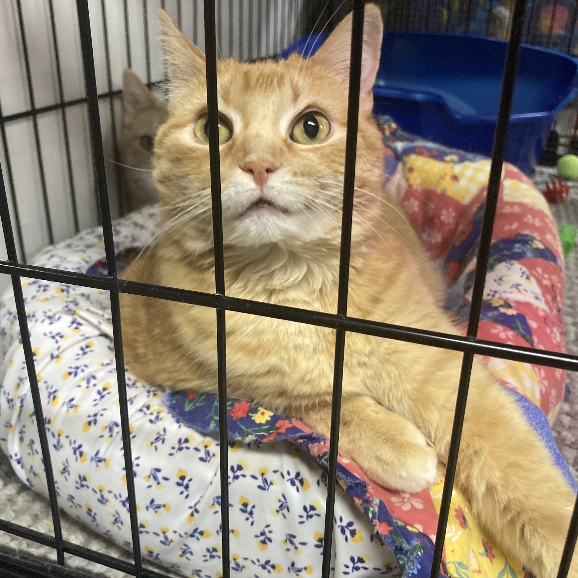 Touched By A Paw Cat Shelter Whitewater