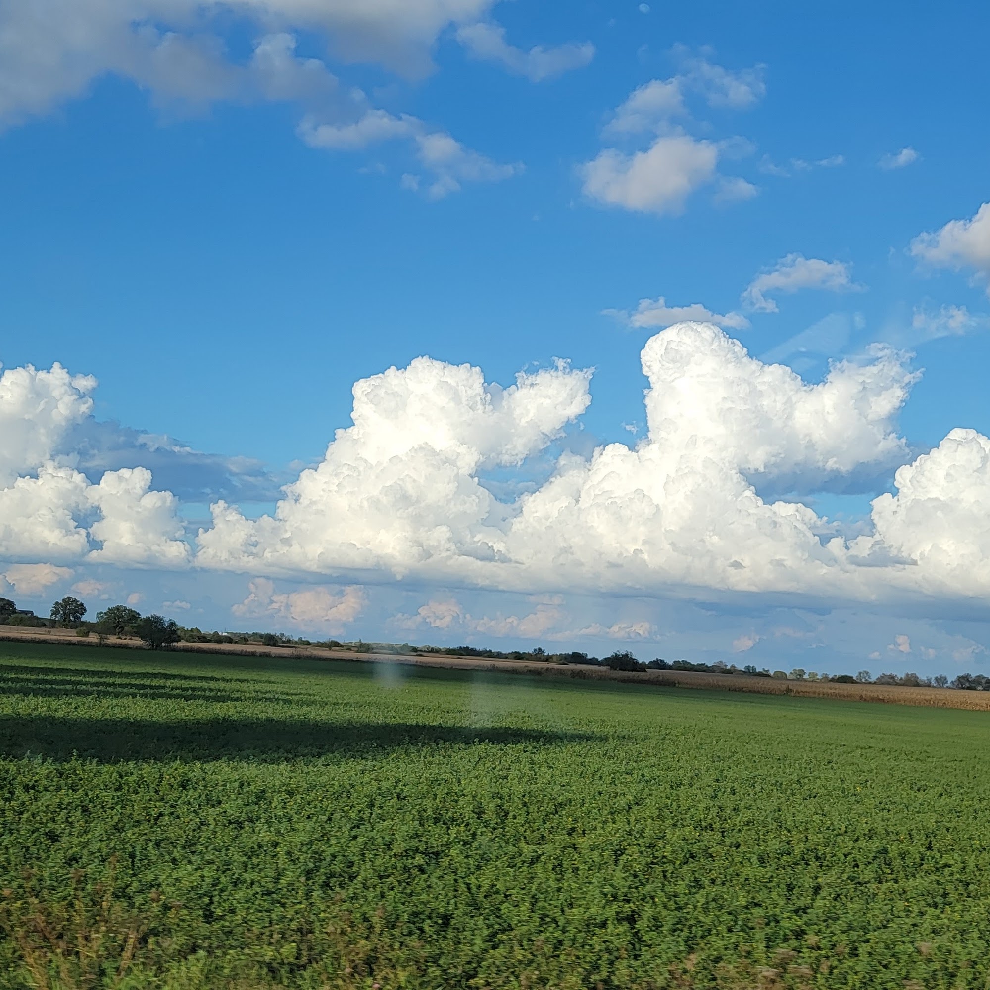 Sunshine Genetics, Inc. Whitewater