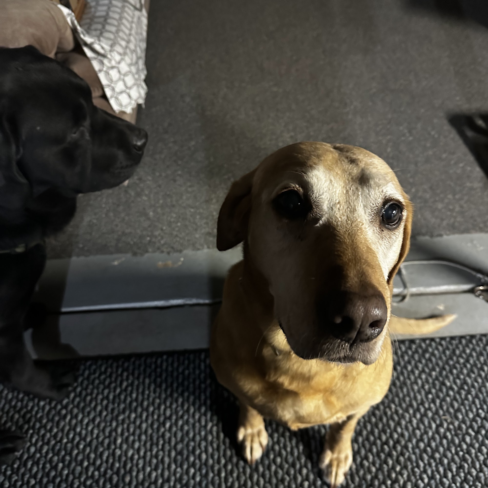 Rolling Hills Veterinary Clinic