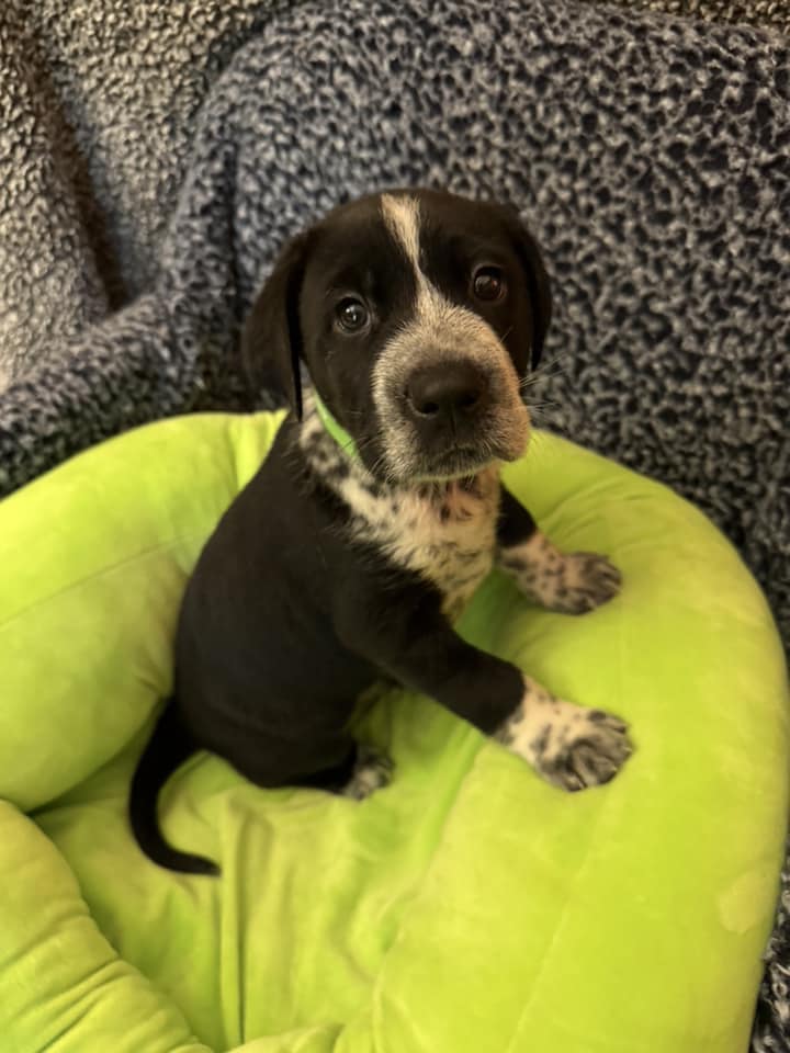 Best Friends Pet Grooming Wind Lake