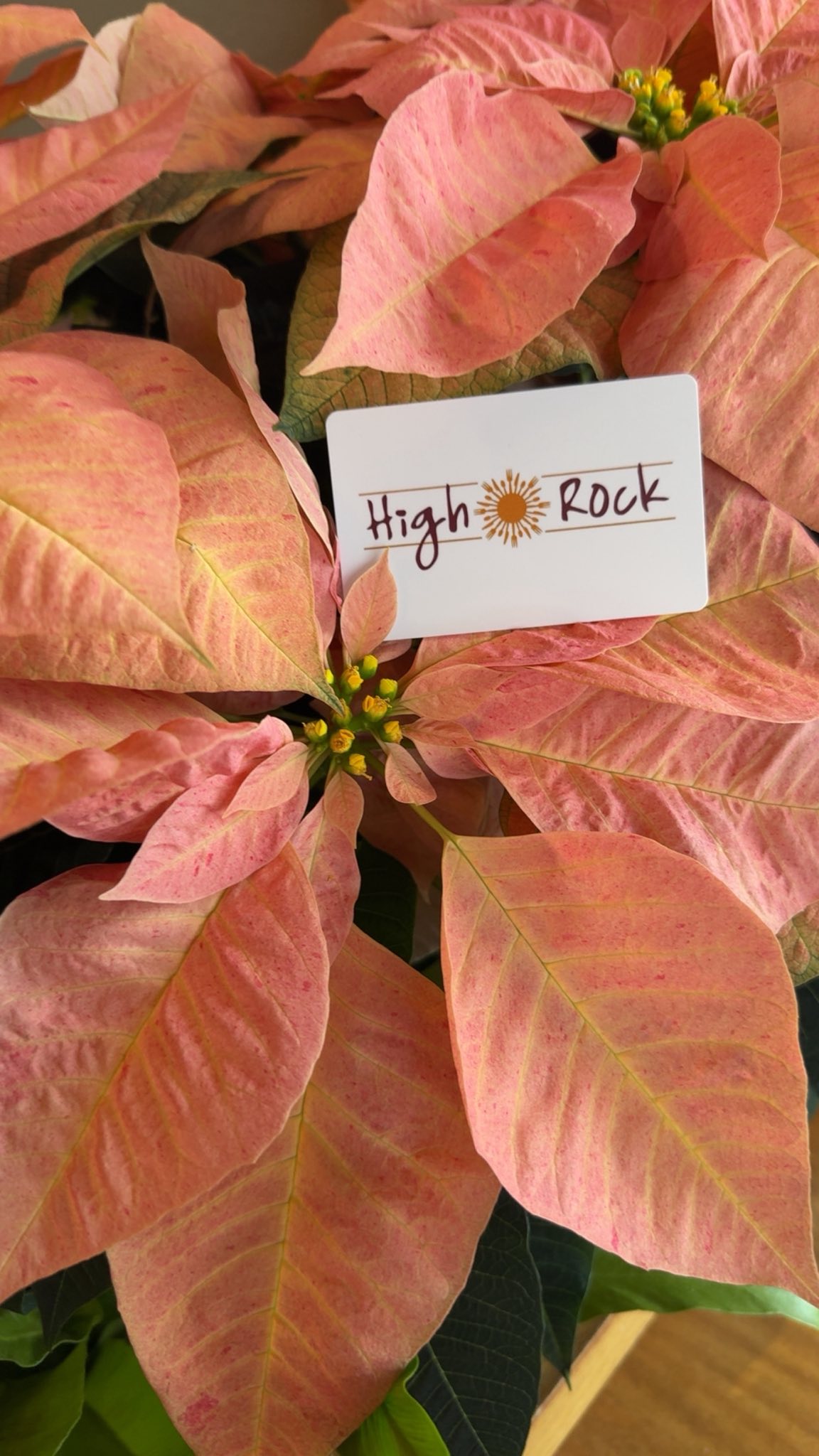 High Rock Cafe Wisconsin Dells