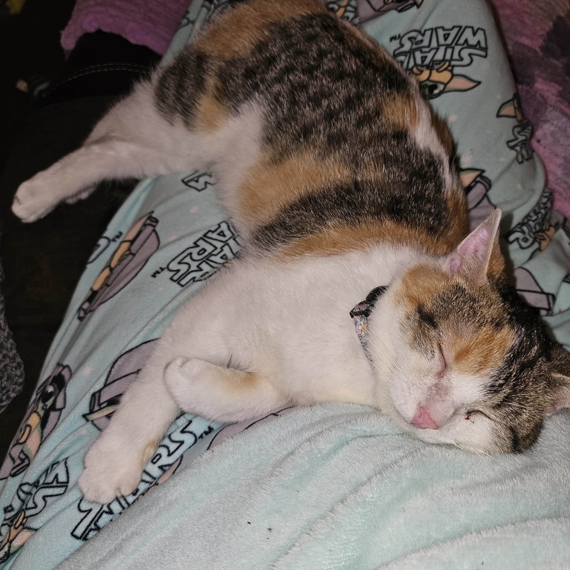 New Horizons Veterinary House Calls Wisconsin Dells