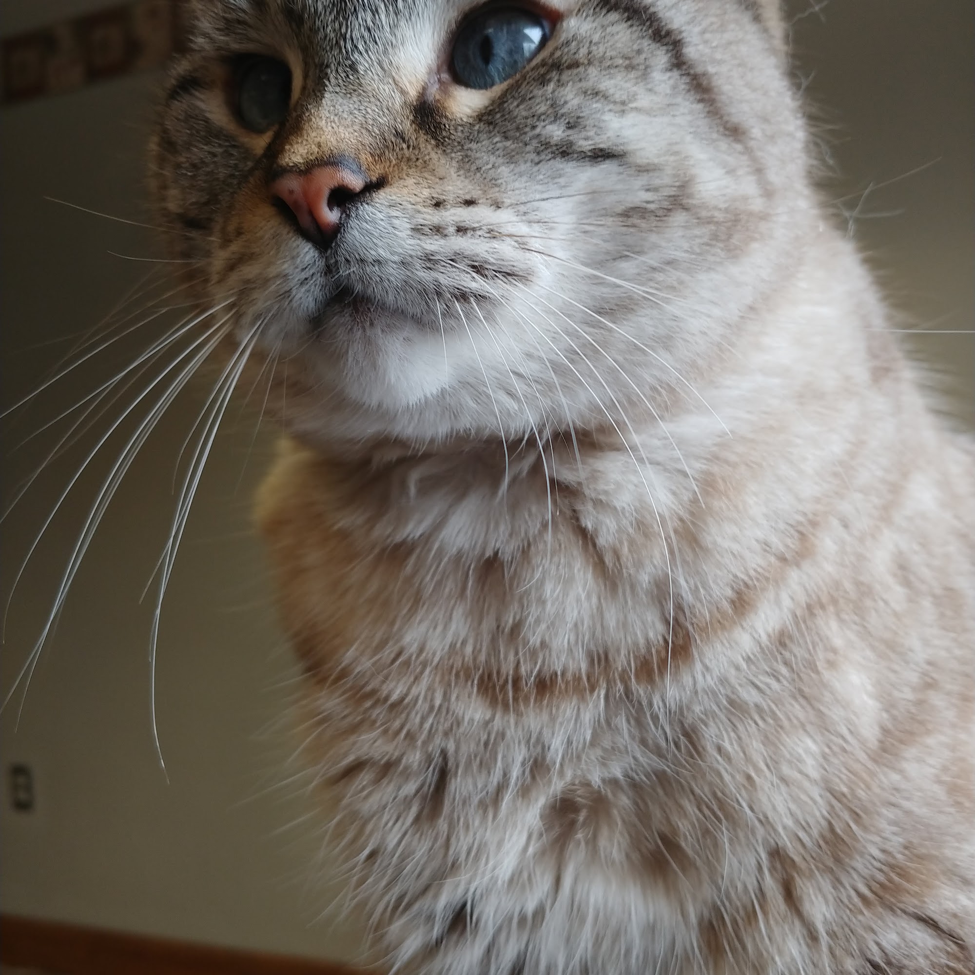 All Care Animal Hospital Wisconsin Rapids