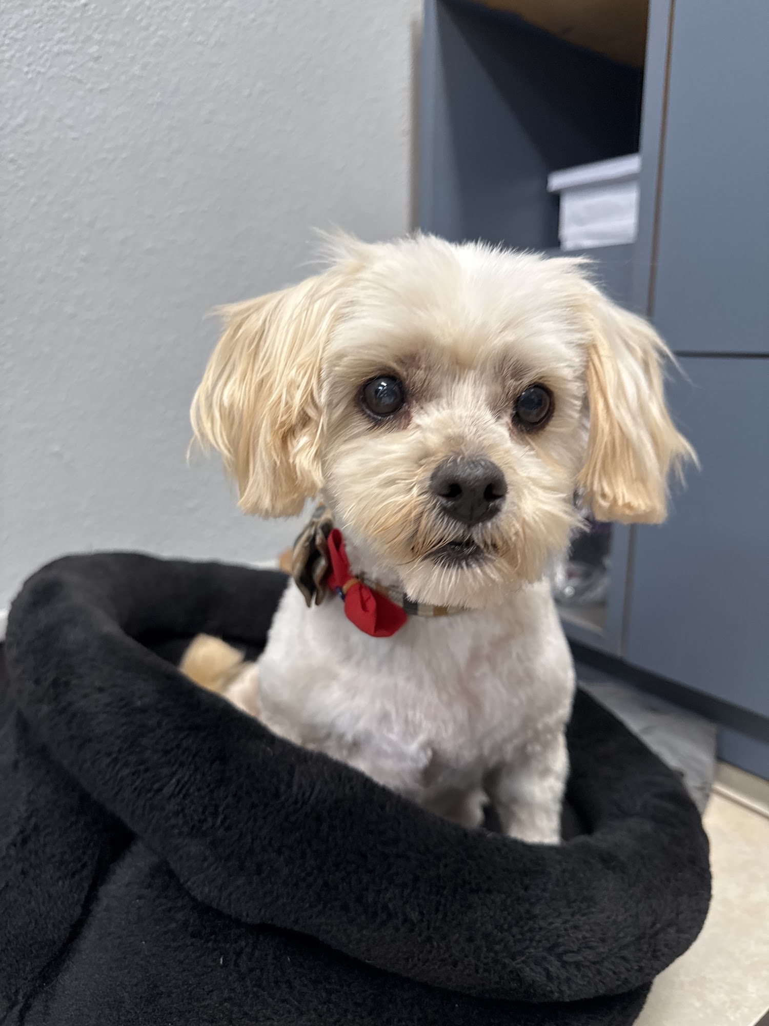 Creative Paws Wisconsin Rapids