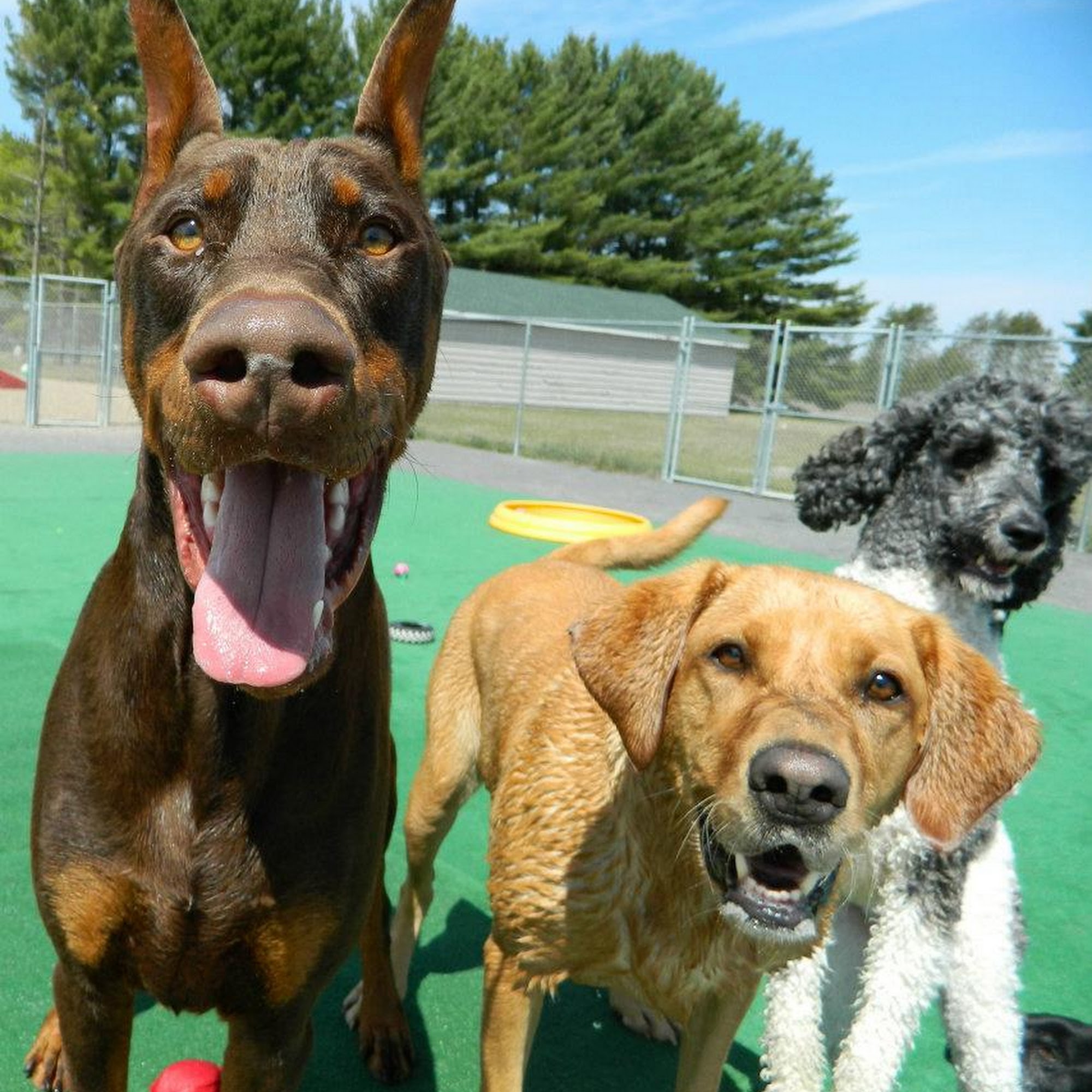 Dog Star Resort, LLC Wisconsin Rapids