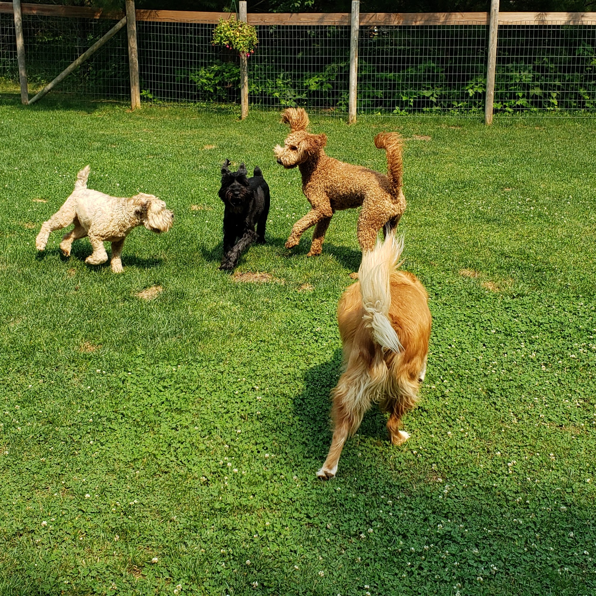 Puppy Paws Playhouse Wisconsin Rapids